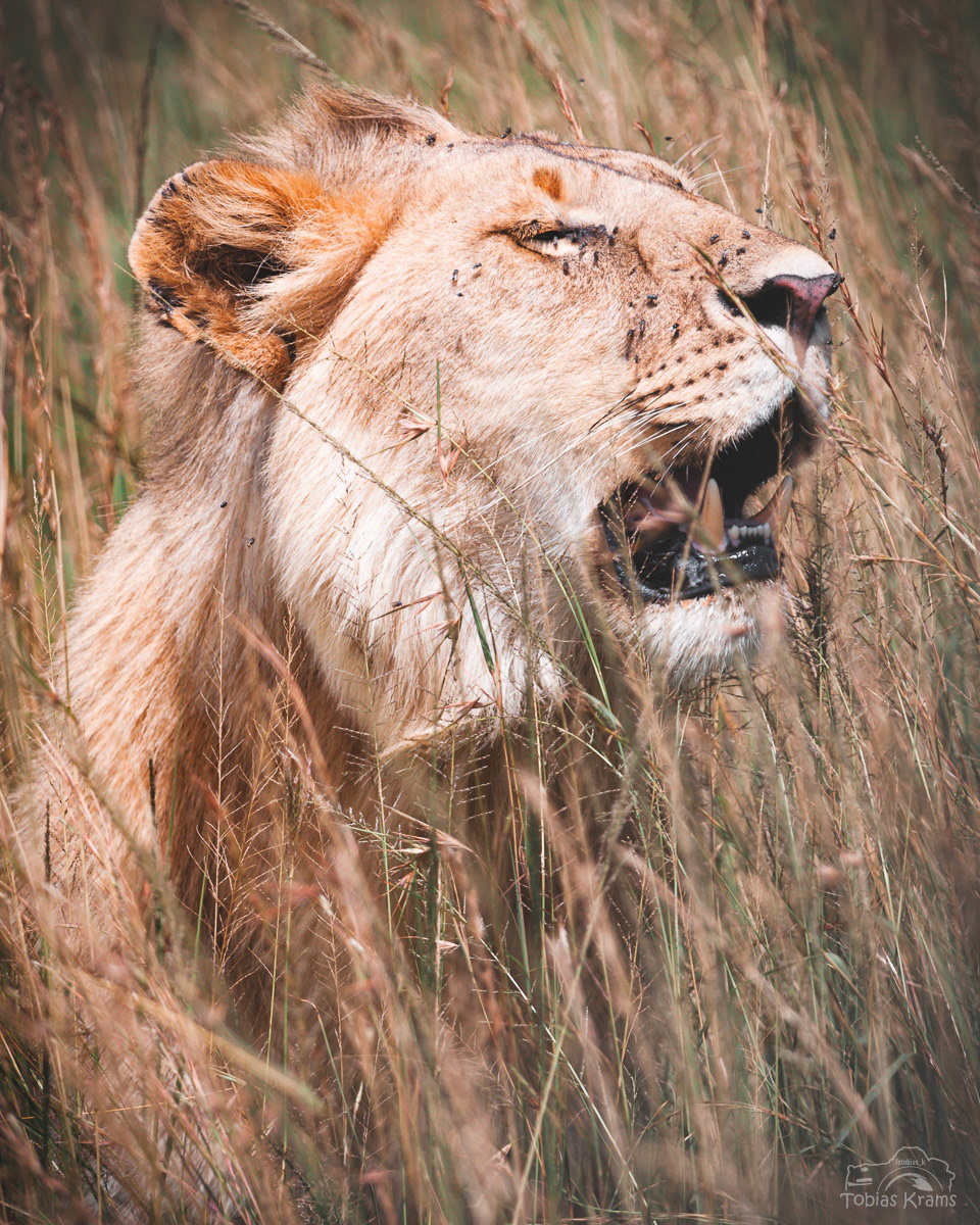 Kenia 2010