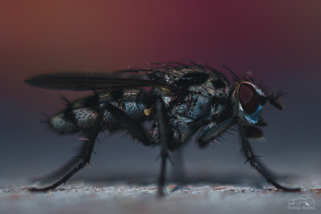 kleine Regenfliege - Mettenbach