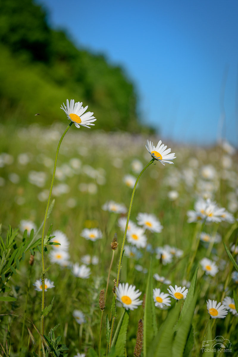 Wiesenmargerite  - Mettenbach