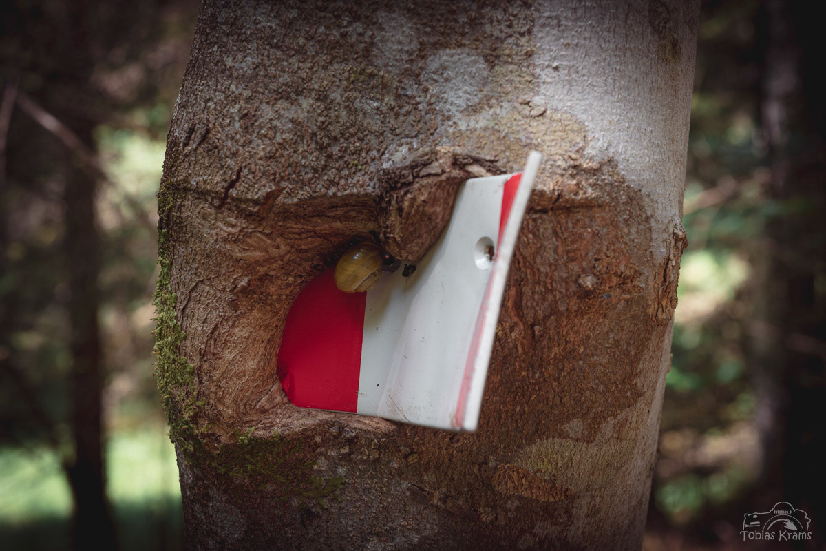 Eingewachsen - Mittenwald 2023