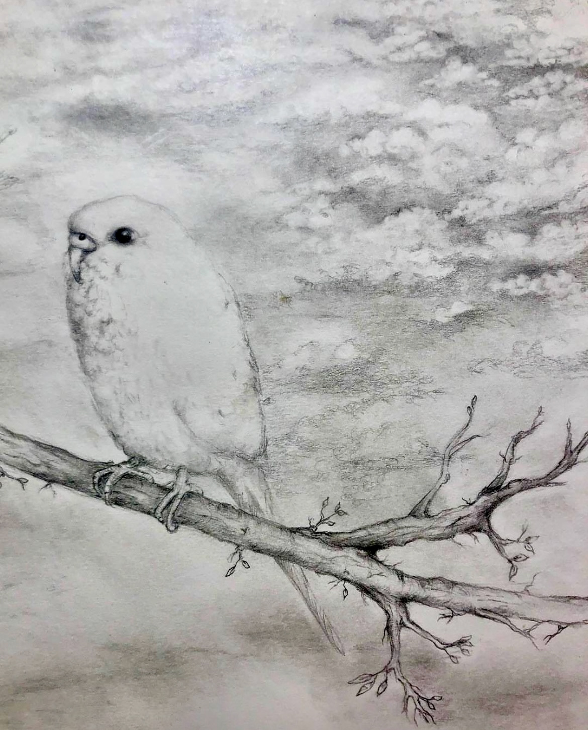 "Rupert" Graphite illustration on paper