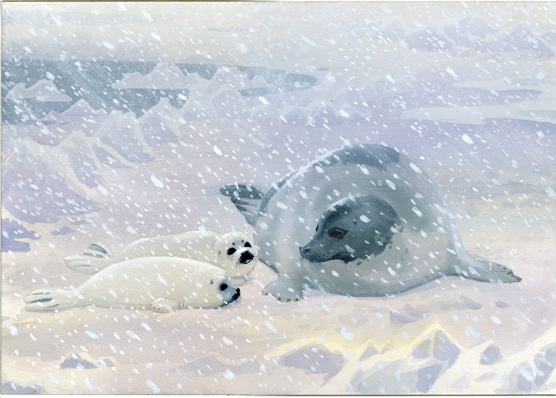 Den lilla sälungen av Odd F. Lindberg, Illustration till inlagan