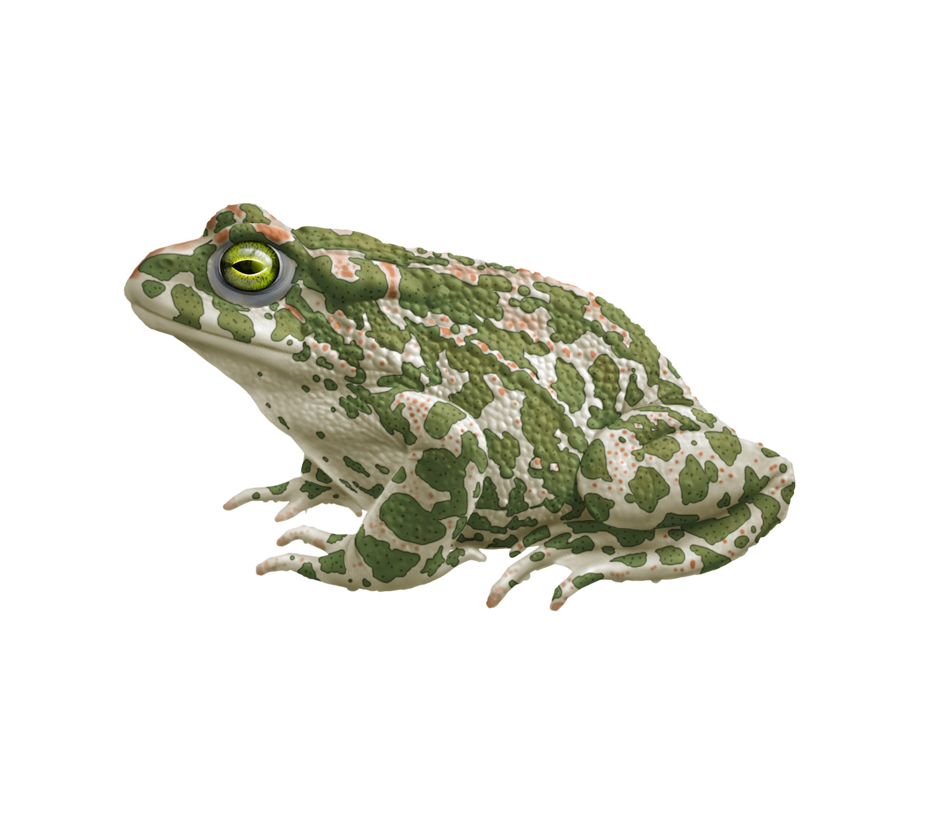 Grönfläckig padda (Bufotes viridis) Artdatabanken