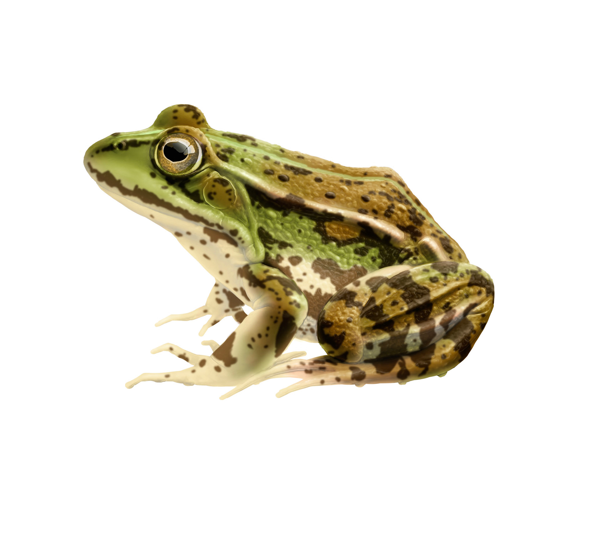 Gölgroda (Pelophylax lessonae) Artfdatabanken