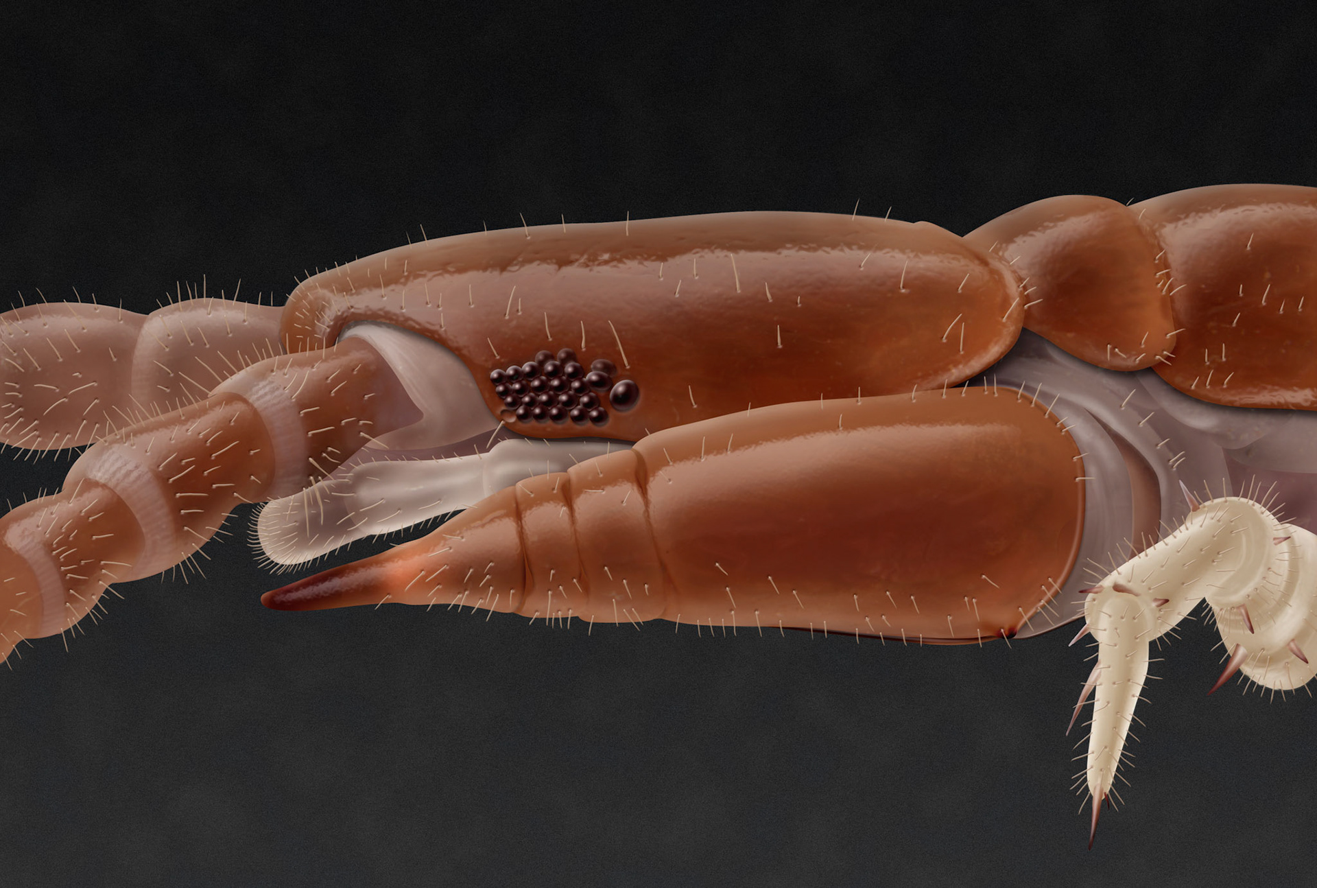 Huvud av Lithobius forficatus från sidan,  ur Myriapoda (mångfotingar) Nationalnyckeln