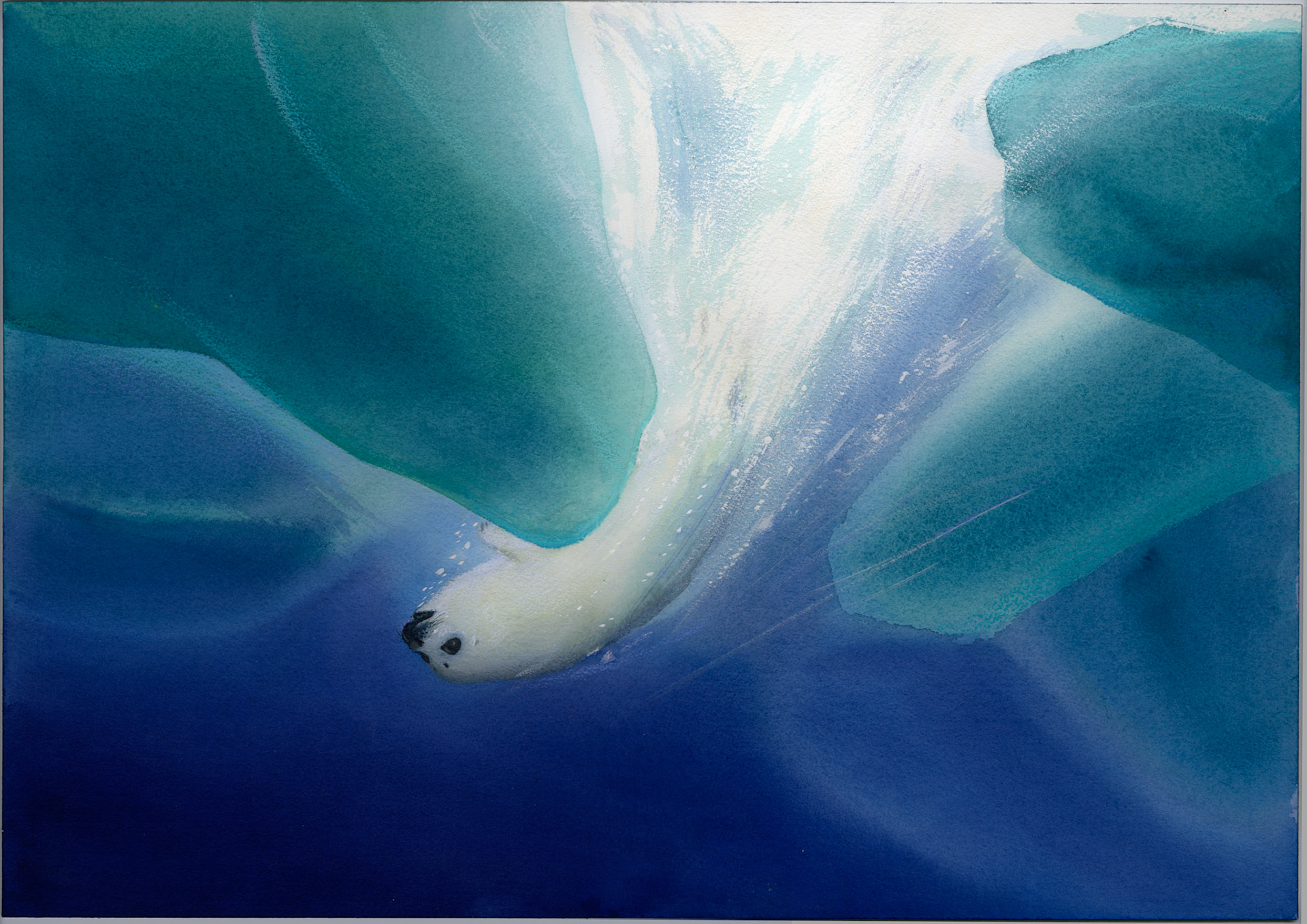 Den lilla sälungen av Odd F. Lindberg, Illustration till inlagan