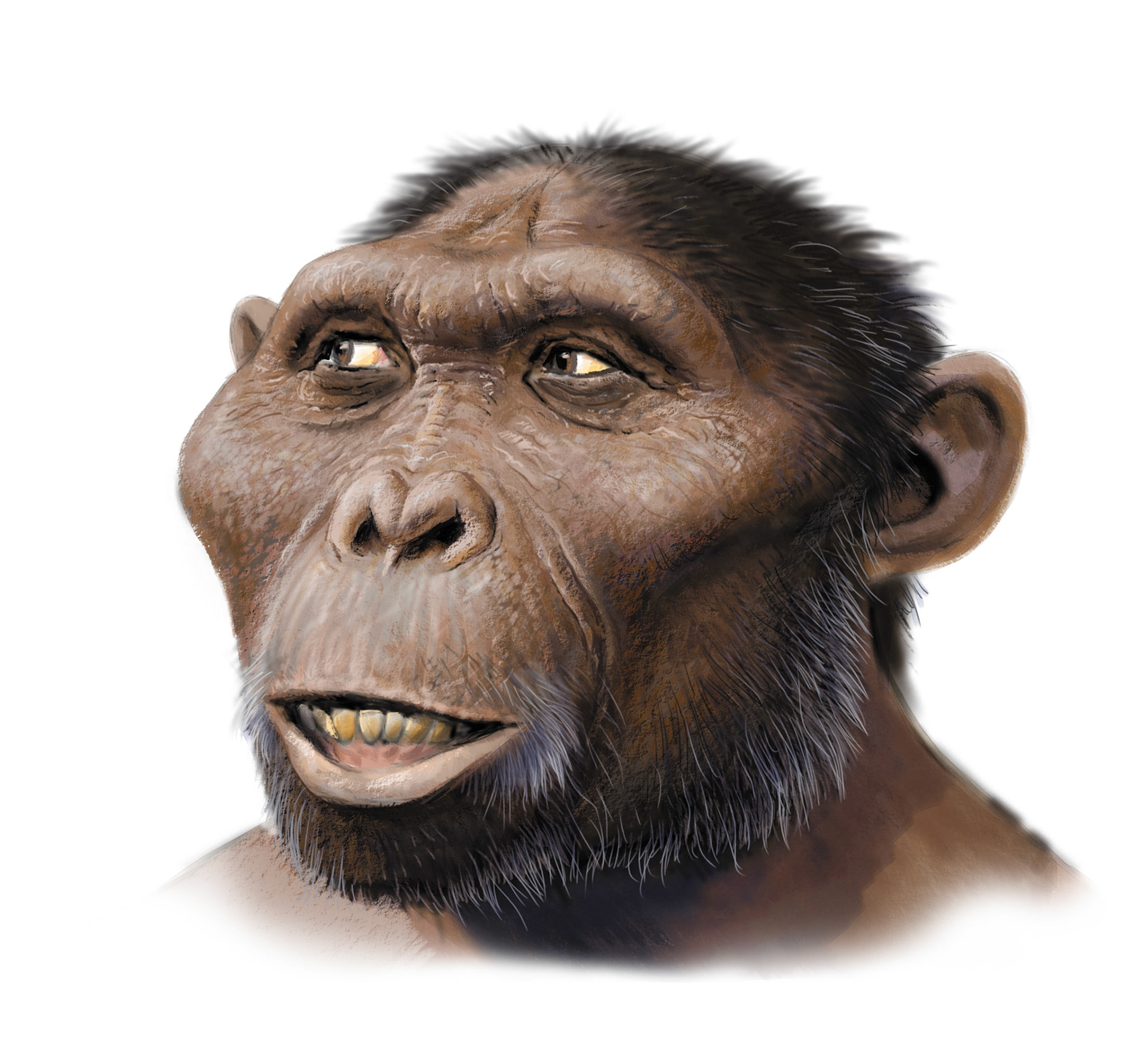 Paranthropus robustus / Fauna och flora