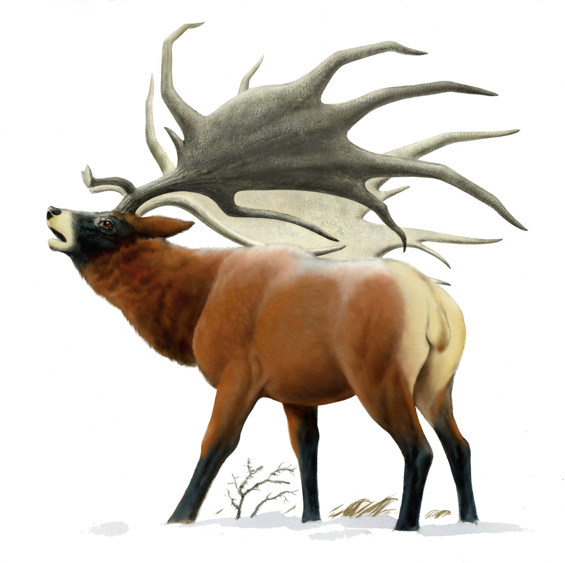 Grafisk novell, Himlaspjutets klan (The Clan of the Celestial Spear)