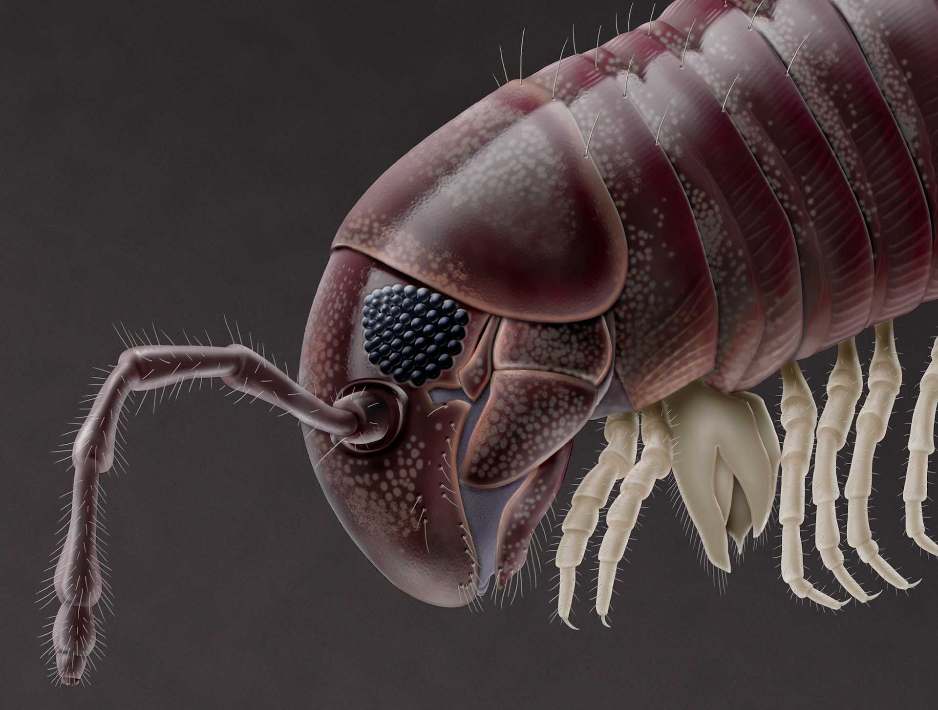 Huvud av Skedkejsarfoting Julus scandivavius ur Myriapoda (mångfotingar) Nationalnyckeln