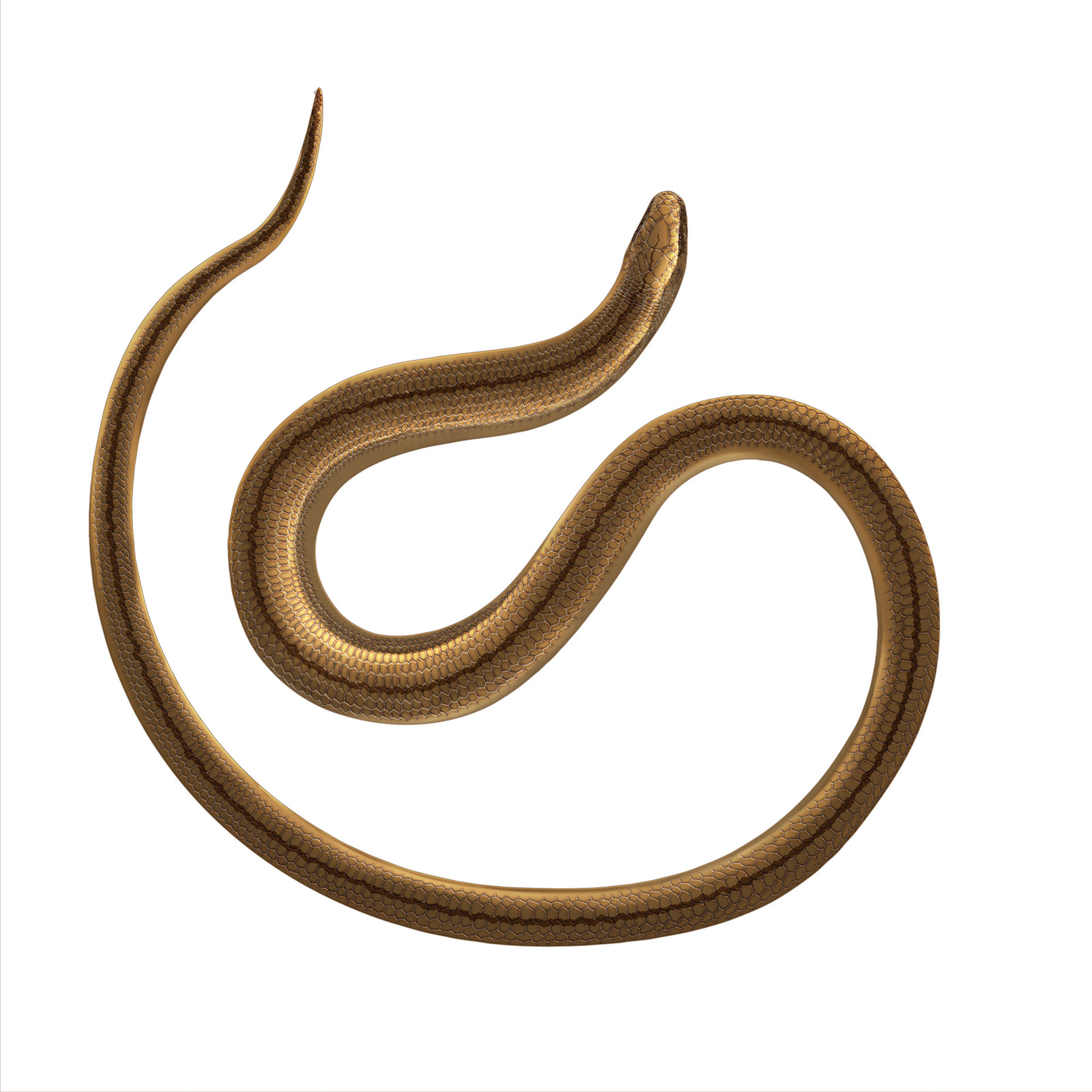 Kopparödla / Artdatabanken