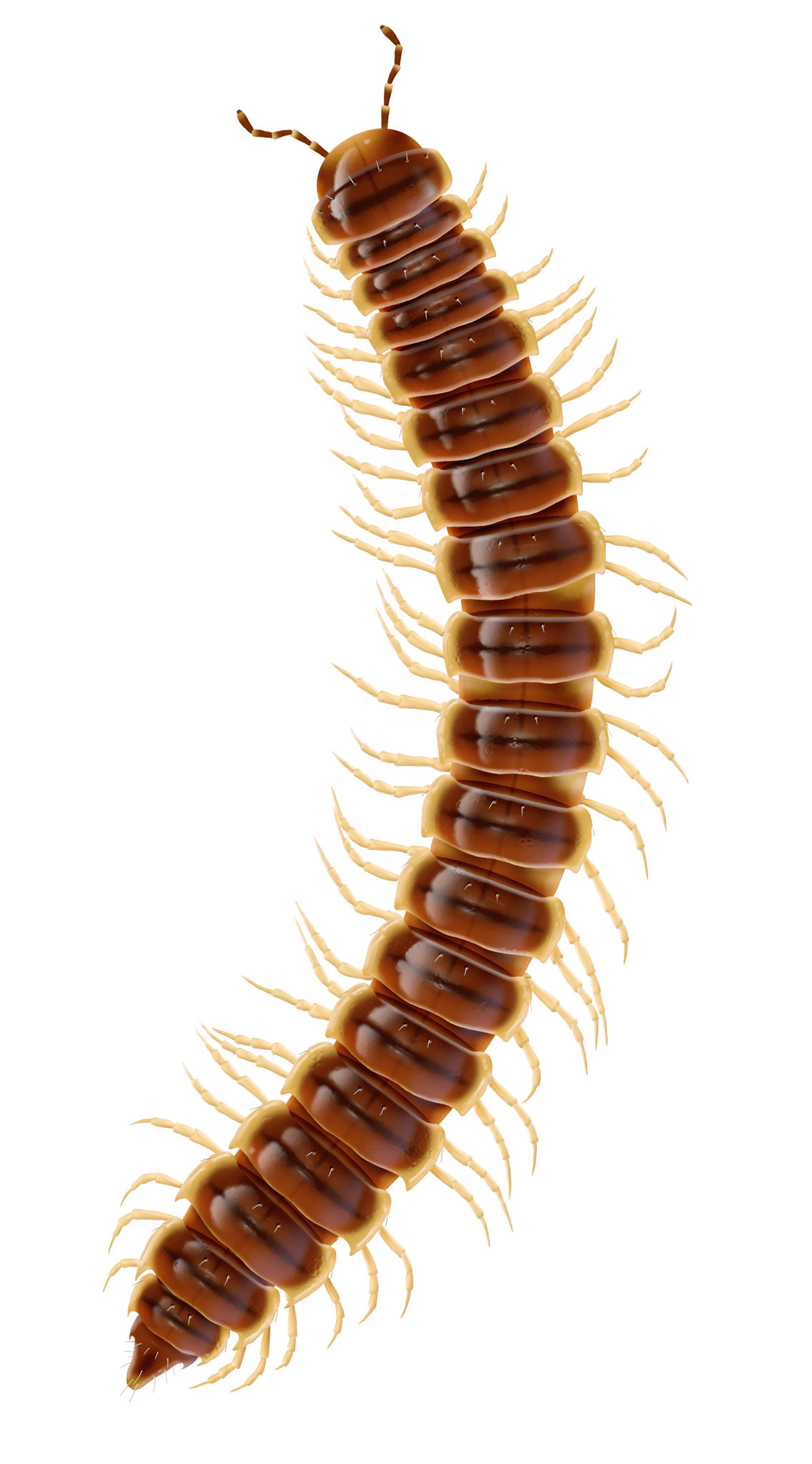 Orangerifoting Oxidus gracilis, ur Myriapoda (mångfotingar) Nationalnyckeln