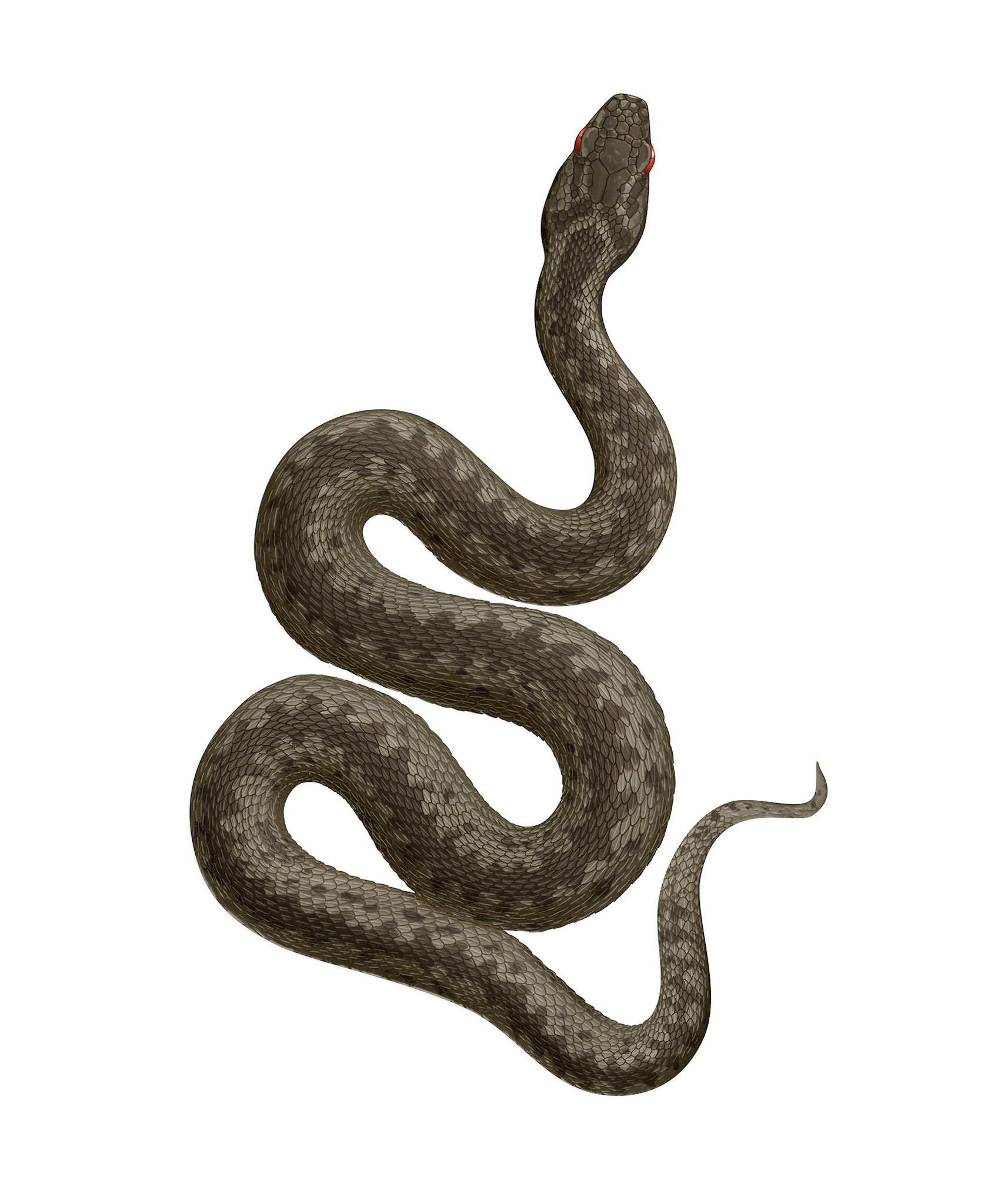 Huggorm / Artdatabanken