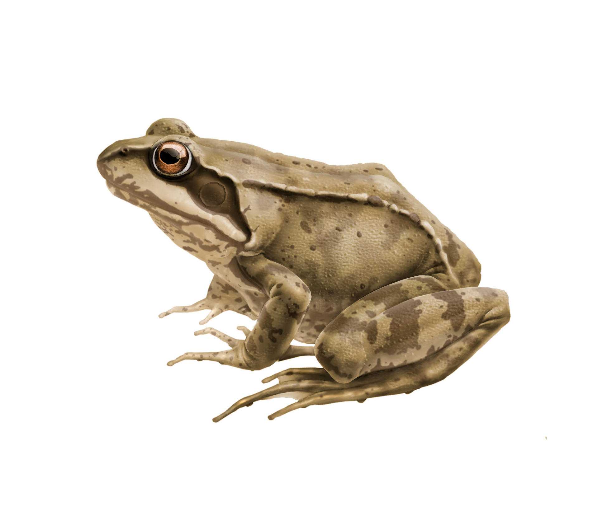 Vanlig groda (Rana temporaria) Artdatabanken