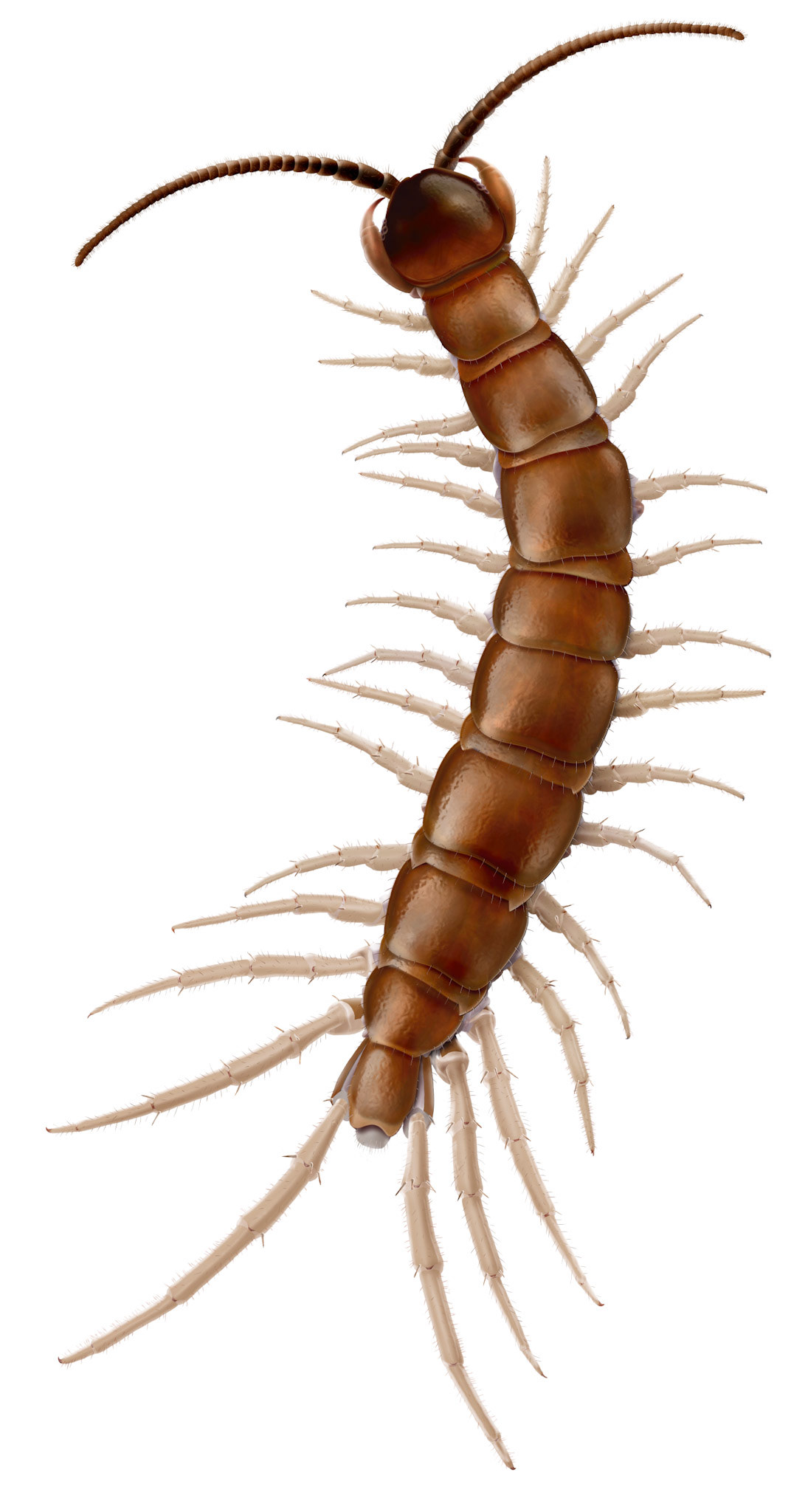 Lithobius agilis ur Myriapoda (mångfotingar) Nationalnyckeln