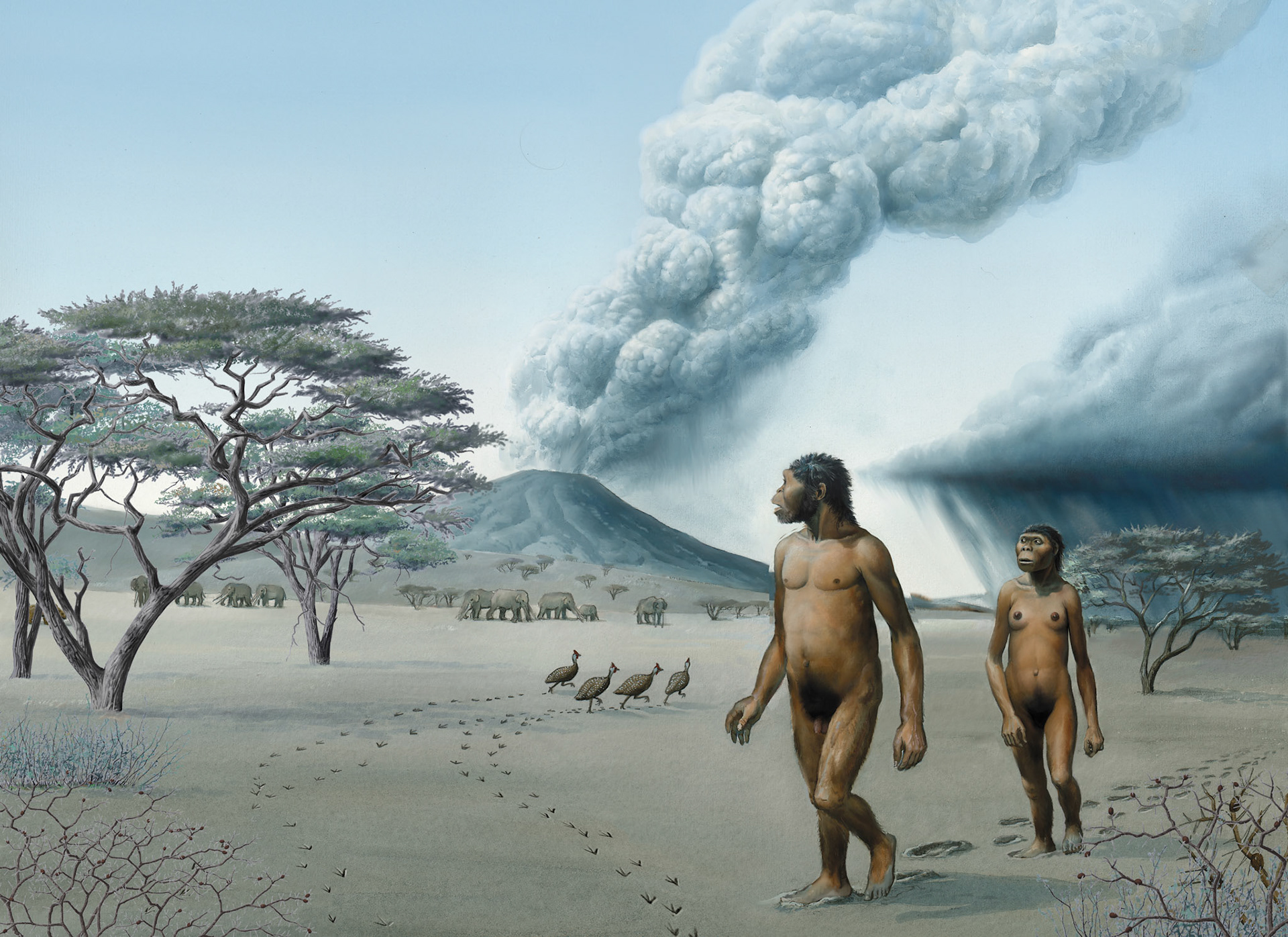 Australopithecus afarensis lämnar fotspår i askan vid Laetoli / Fauna och flora