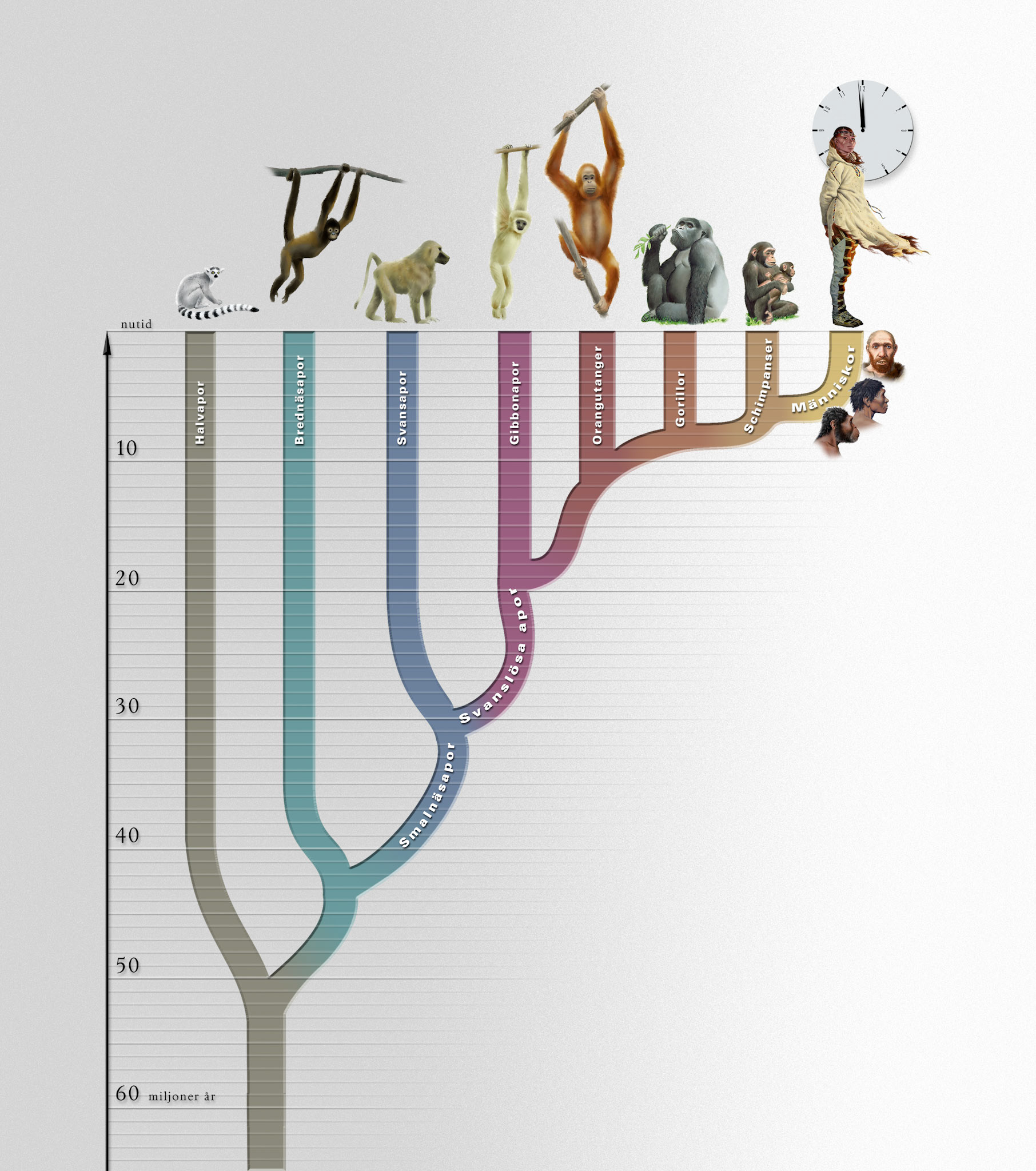 Släktträd primater / Natur och kultur