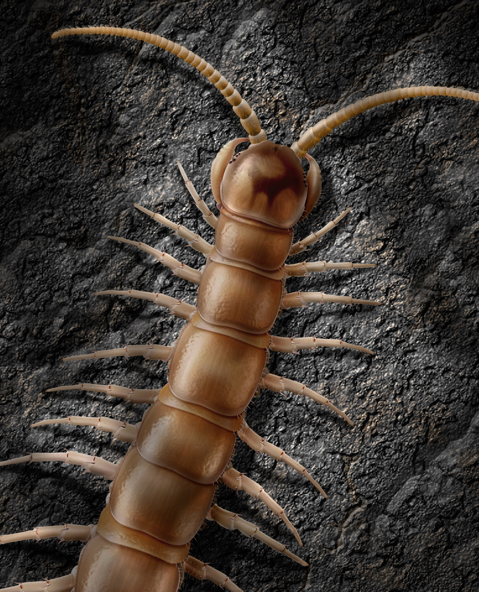 Lithobius erythrocephalus ur Myriapoda (mångfotingar) Nationalnyckeln