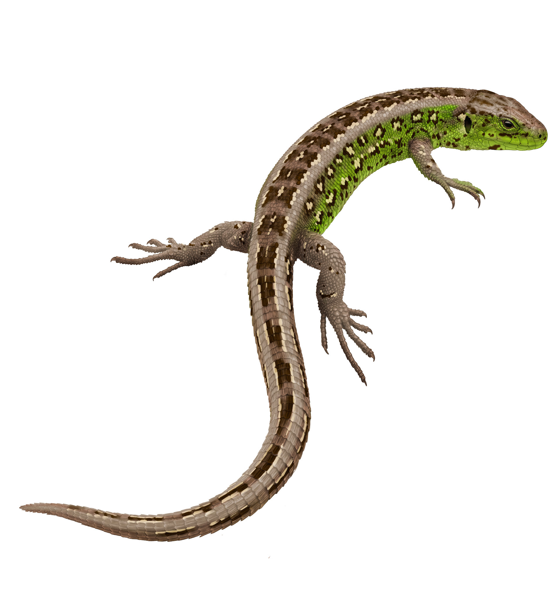 Sandödla (Lacerta agilis) hane, Artdatabanken