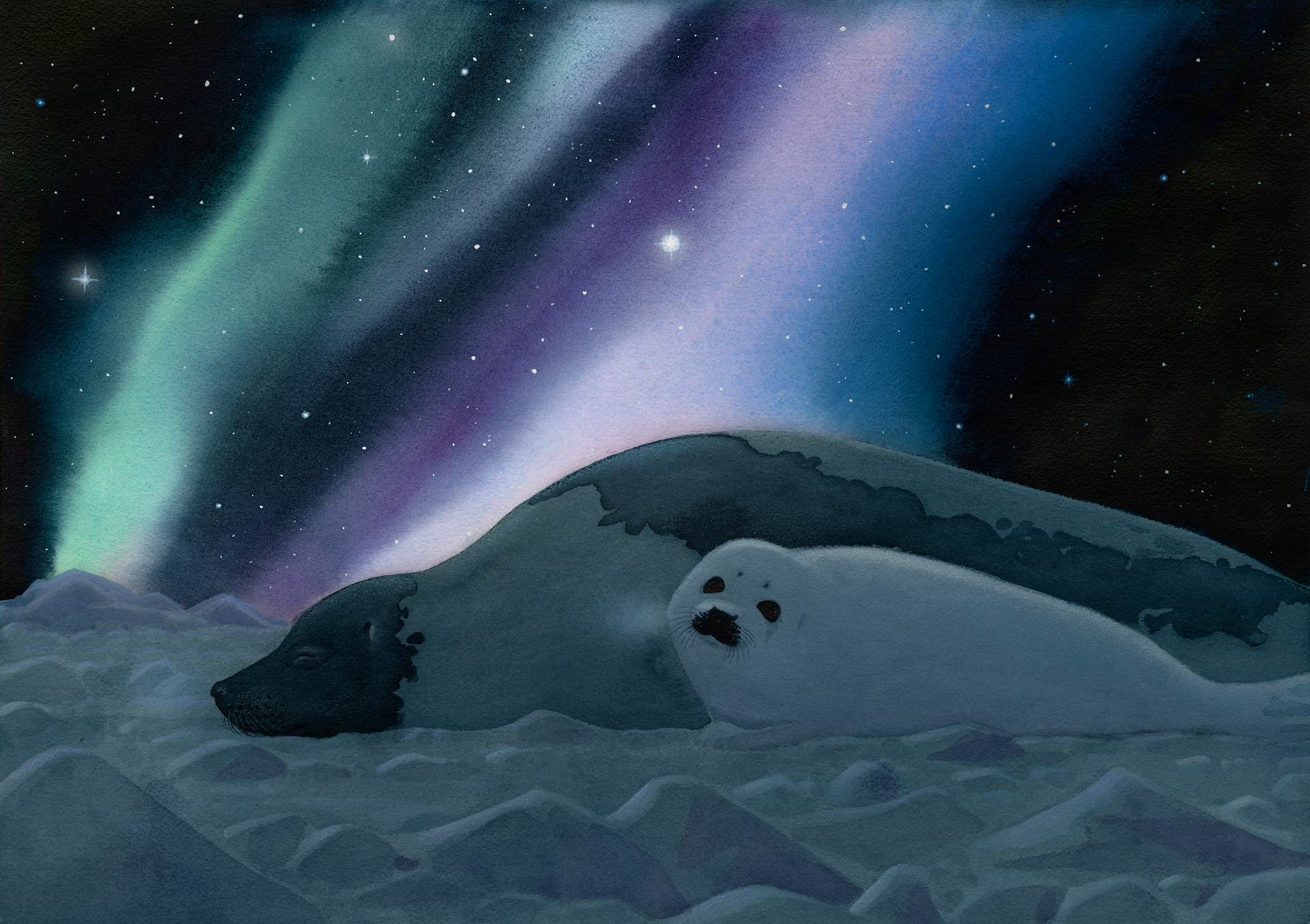 Den lilla sälungen av Odd F. Lindberg, Illustration till inlagan