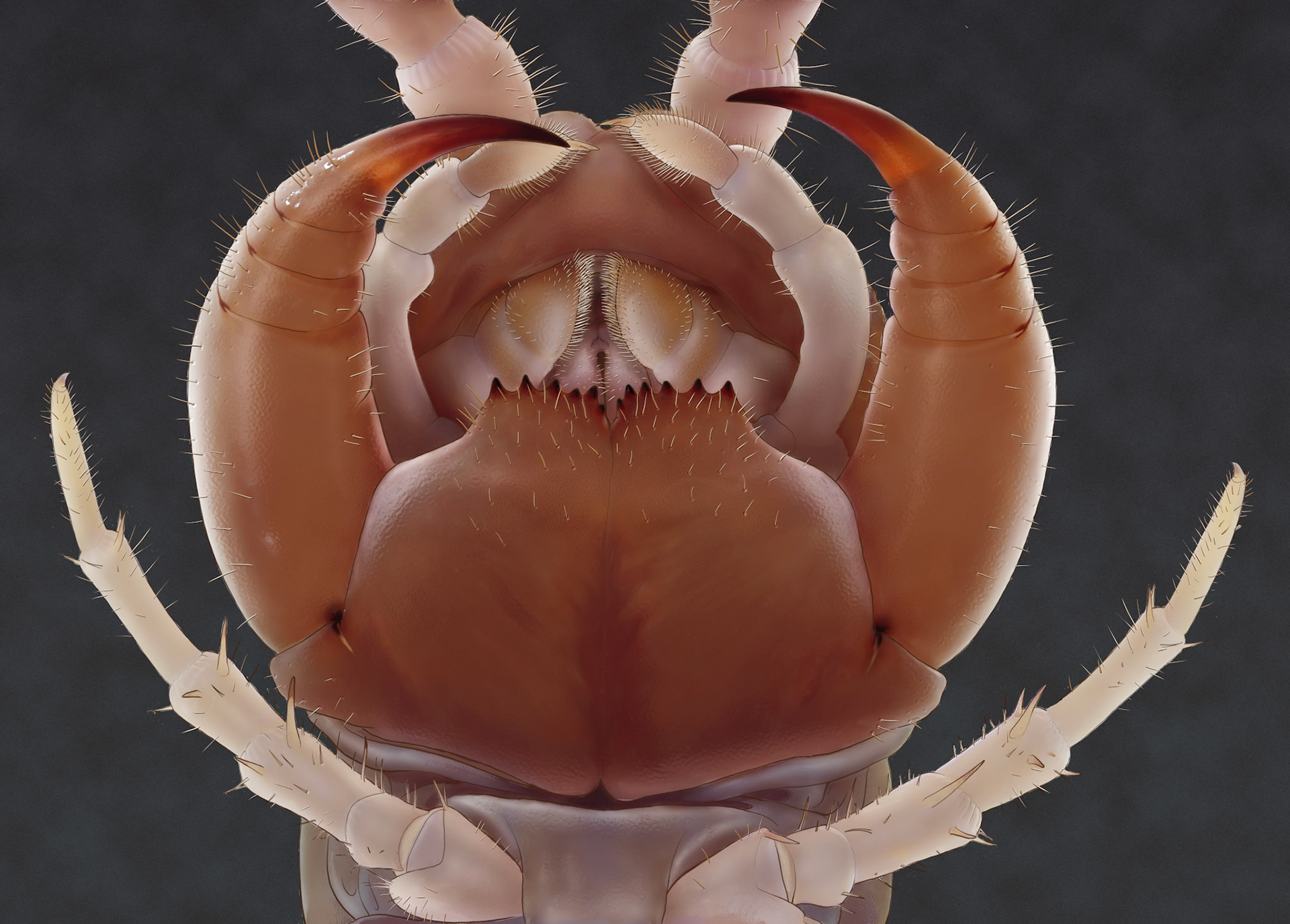 Mundelar Lithobius forficatus, ur Myriapoda (mångfotingar) Nationalnyckeln