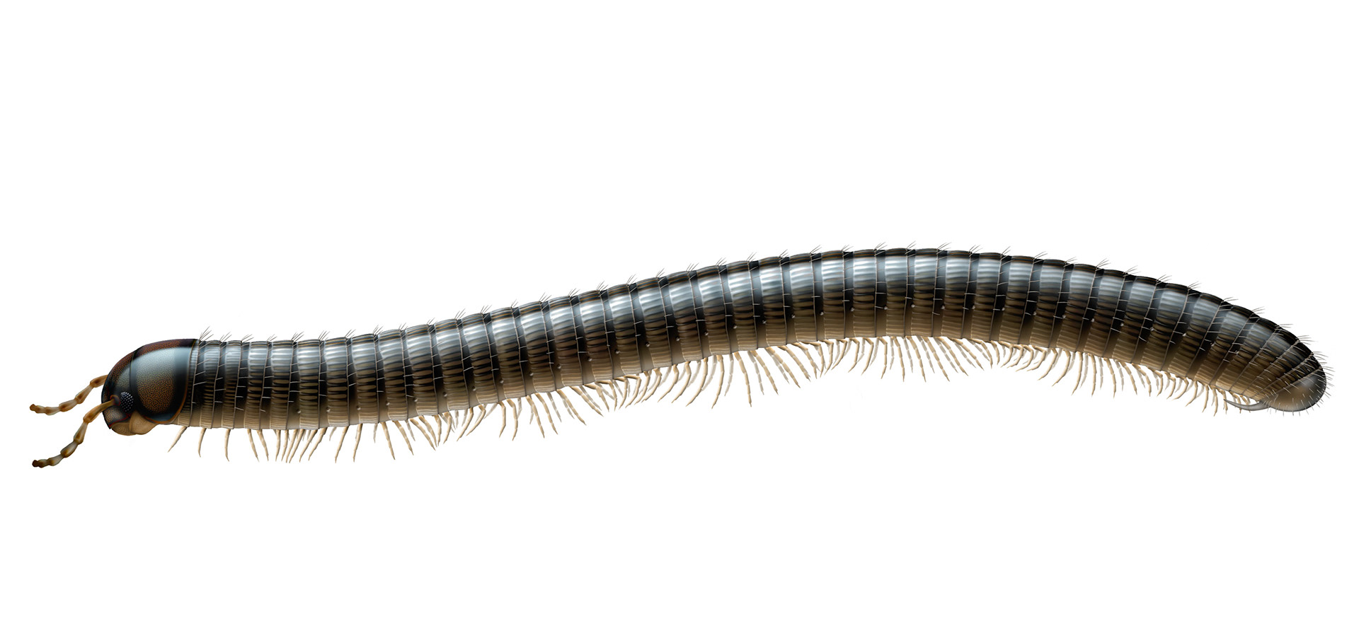 Klokejsarfoting Unciger foetidus, ur Myriapoda (mångfotingar) Nationalnyckeln