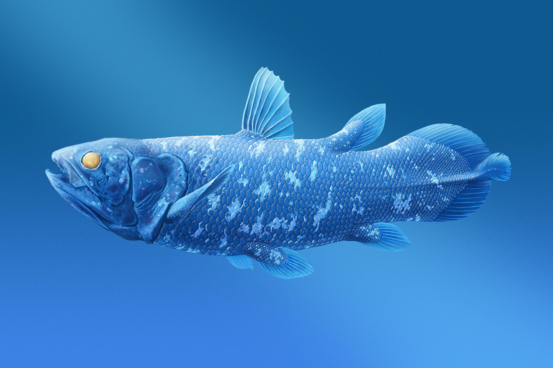 Kvastfening/Tofsstjärtfisk  Latimeria chalumnae / Artdatabanken