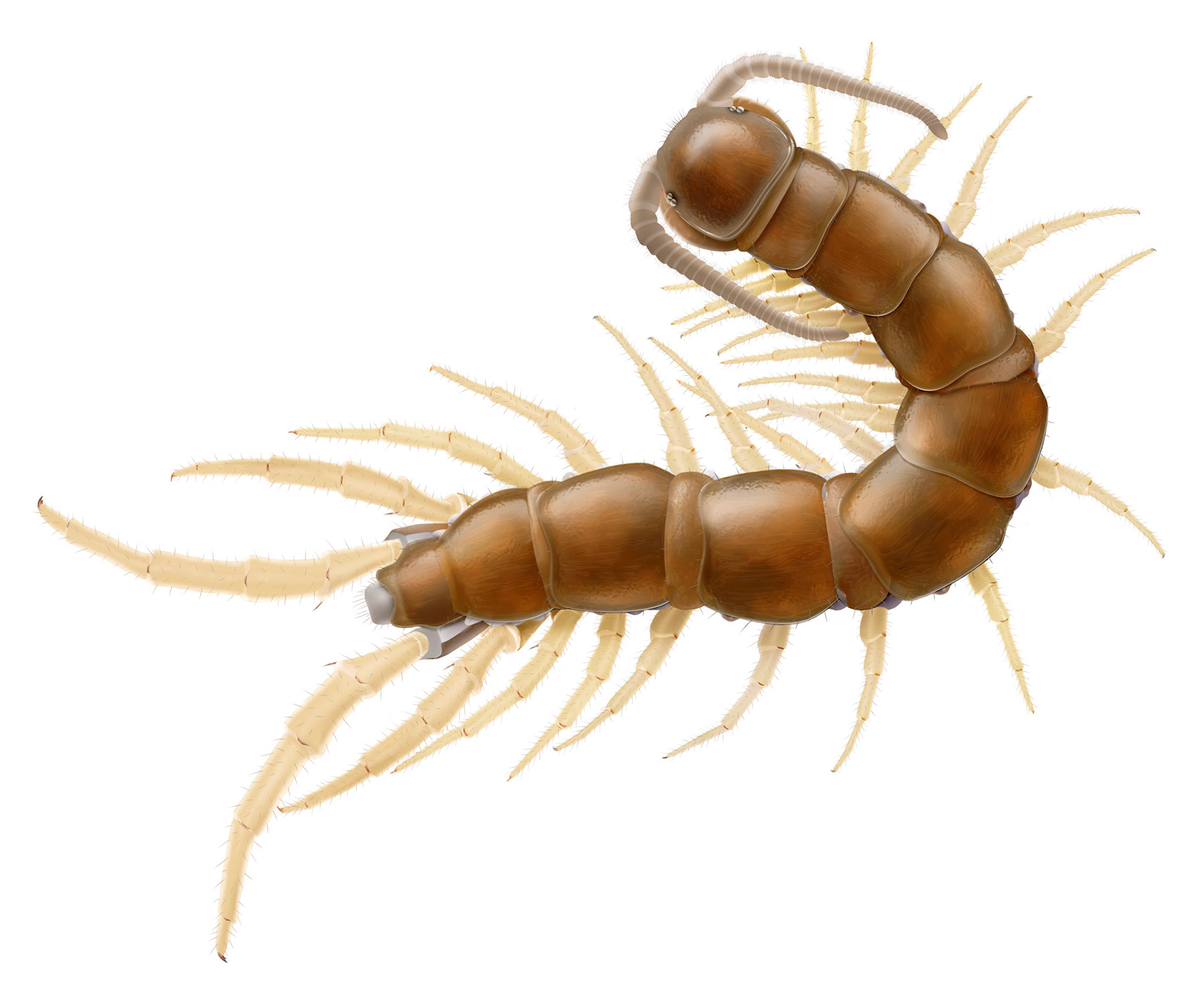Lithobius microps ur Myriapoda (mångfotingar) Nationalnyckeln
