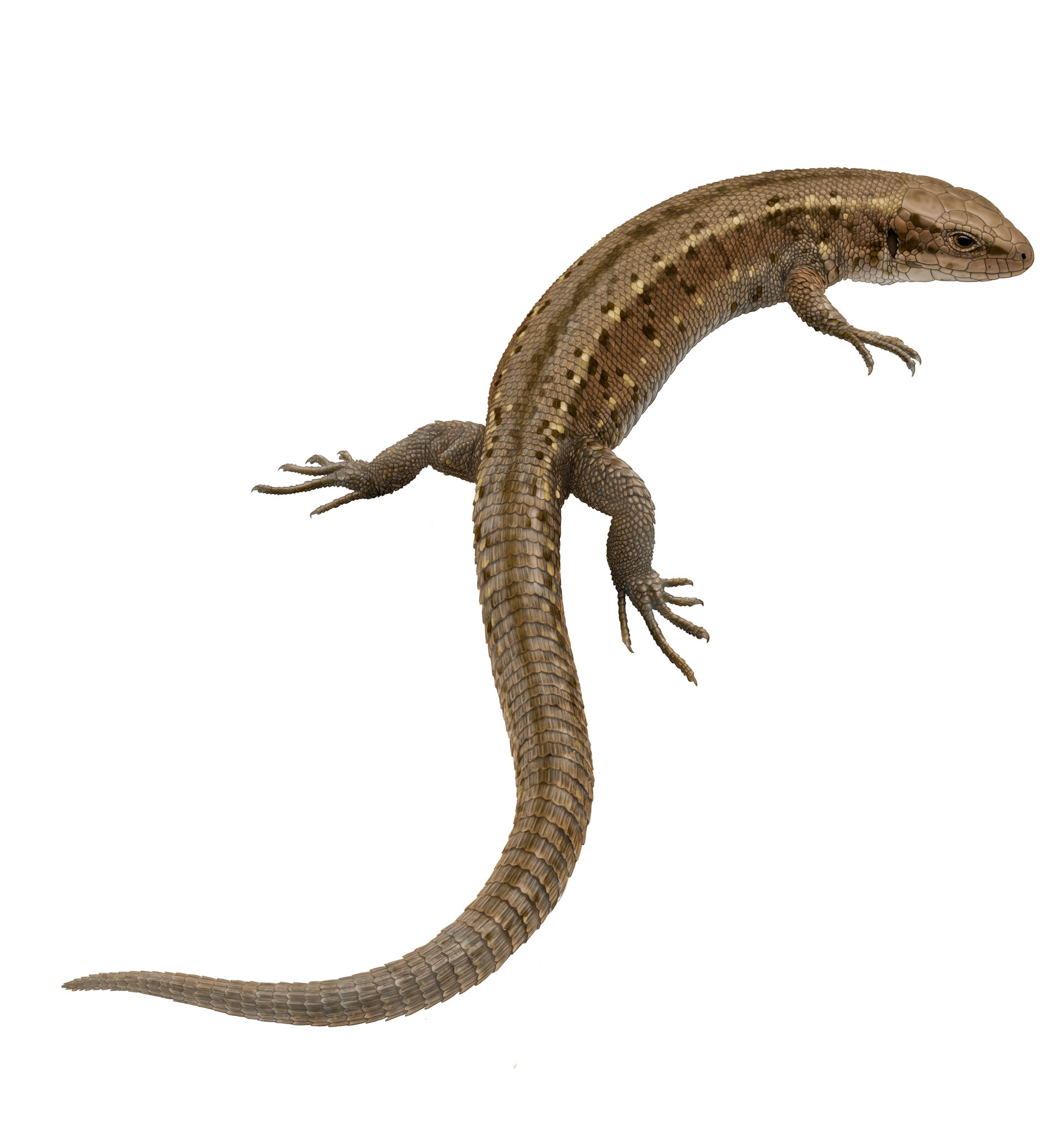 Skogsödla (Zootoca vivipara) hona, Artdatabanken