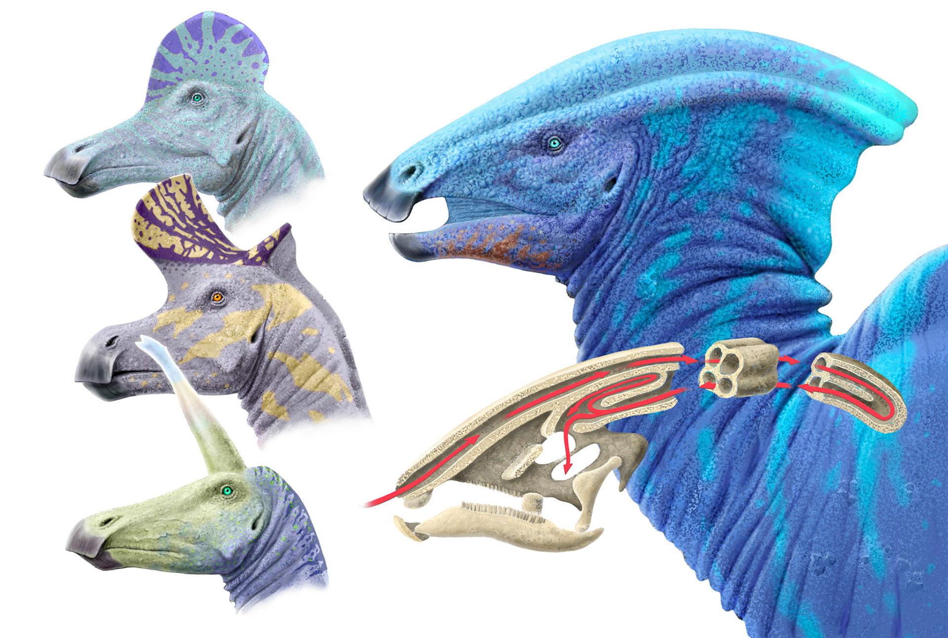 Illustration till egen faktabok / Semic