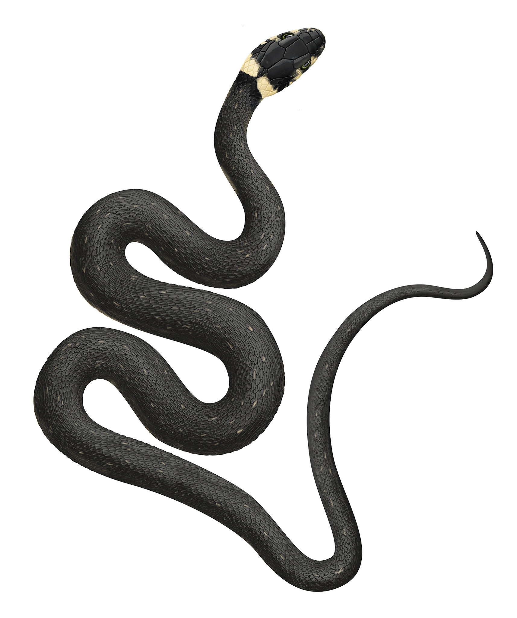 Snok / Artdatabanken