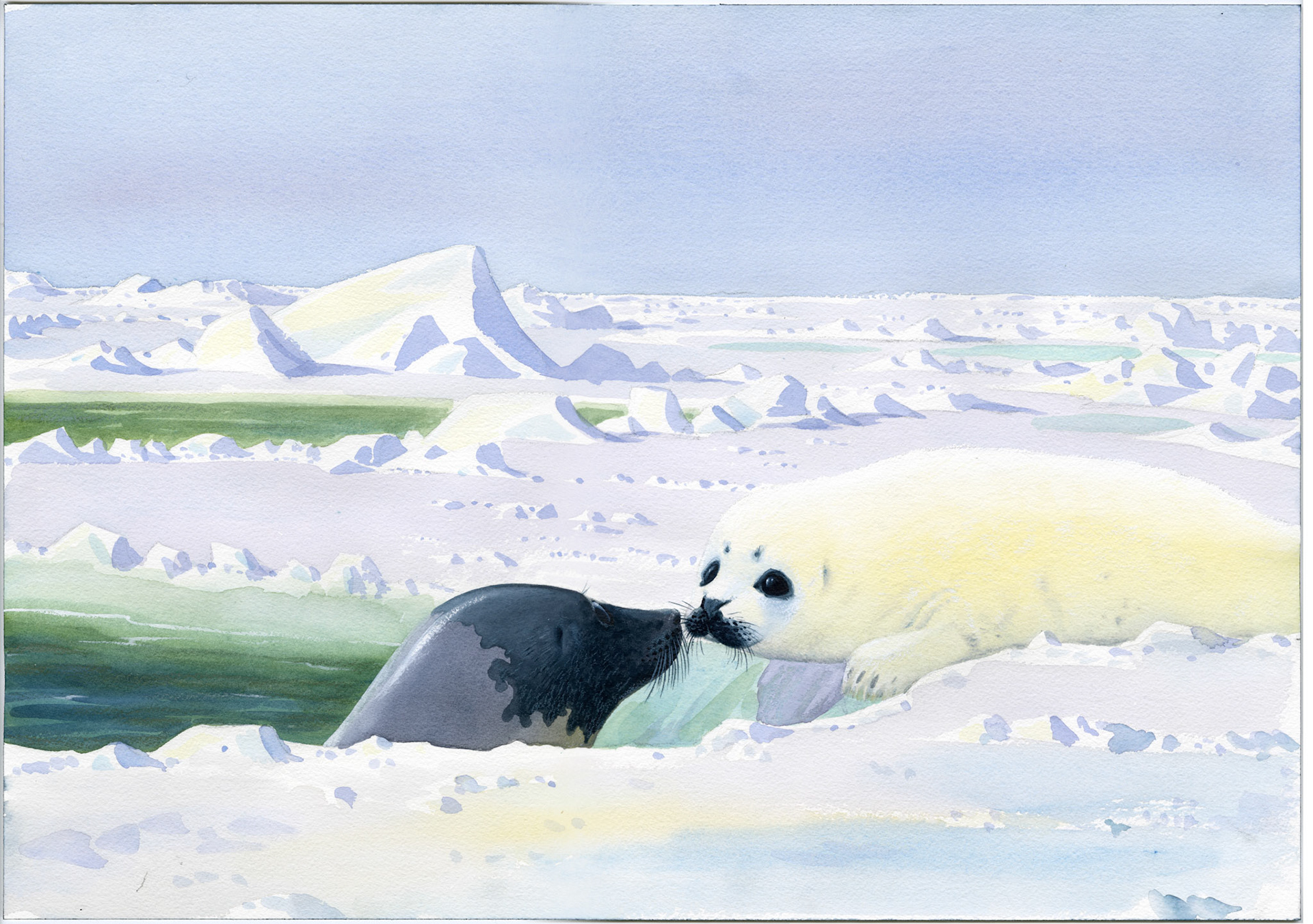 Den lilla sälungen av Odd F. Lindberg, Illustration till inlagan