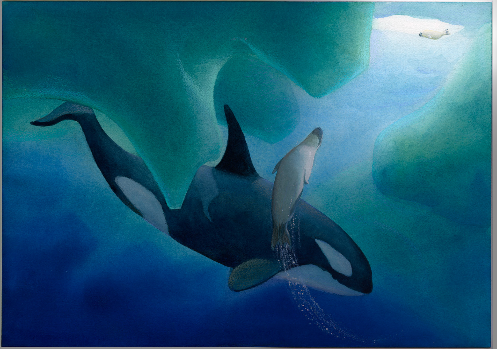 Den lilla sälungen av Odd F. Lindberg, Illustration till inlagan