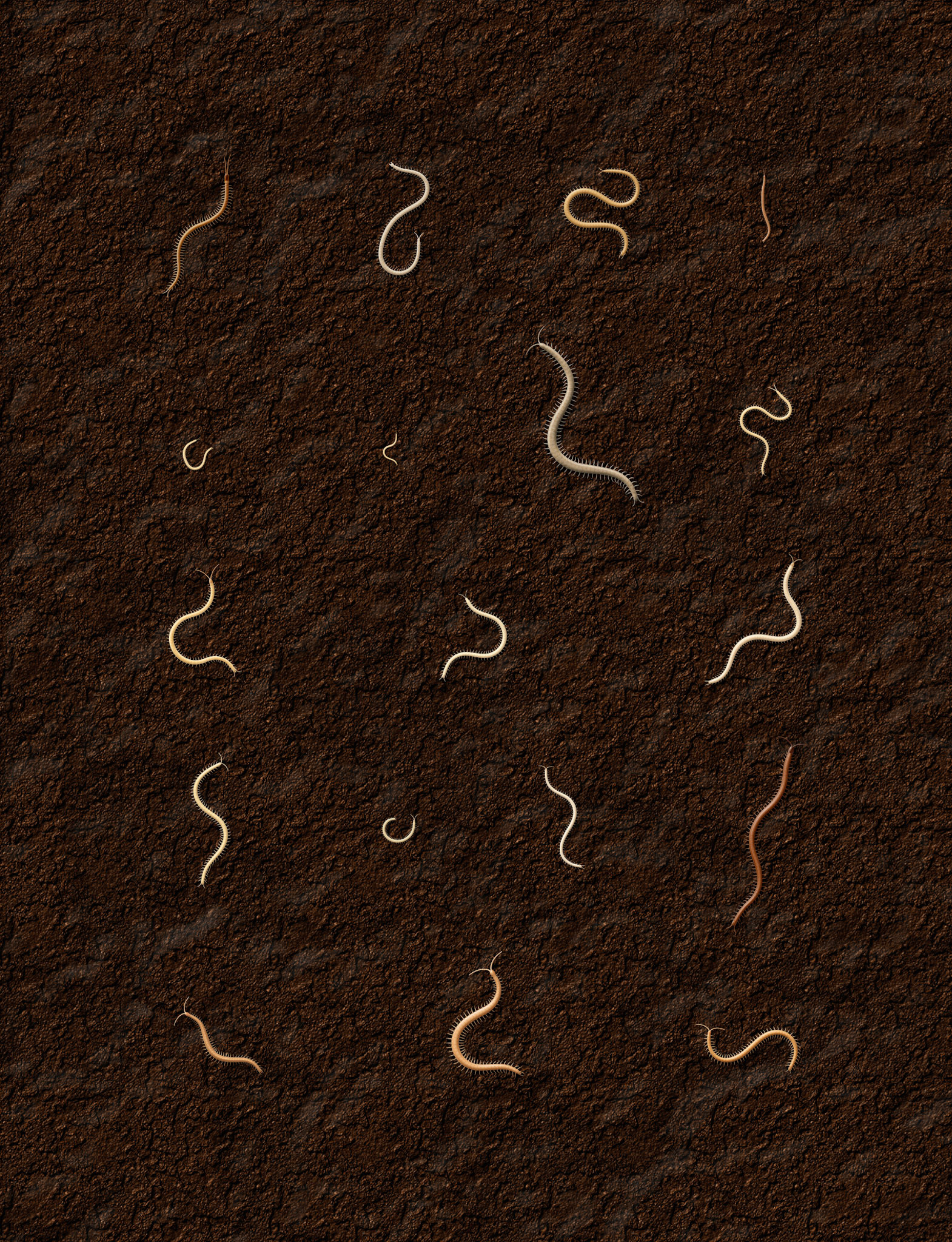 Geophilomorpha enkelfotingar, ur Myriapoda (mångfotingar) Nationalnyckeln