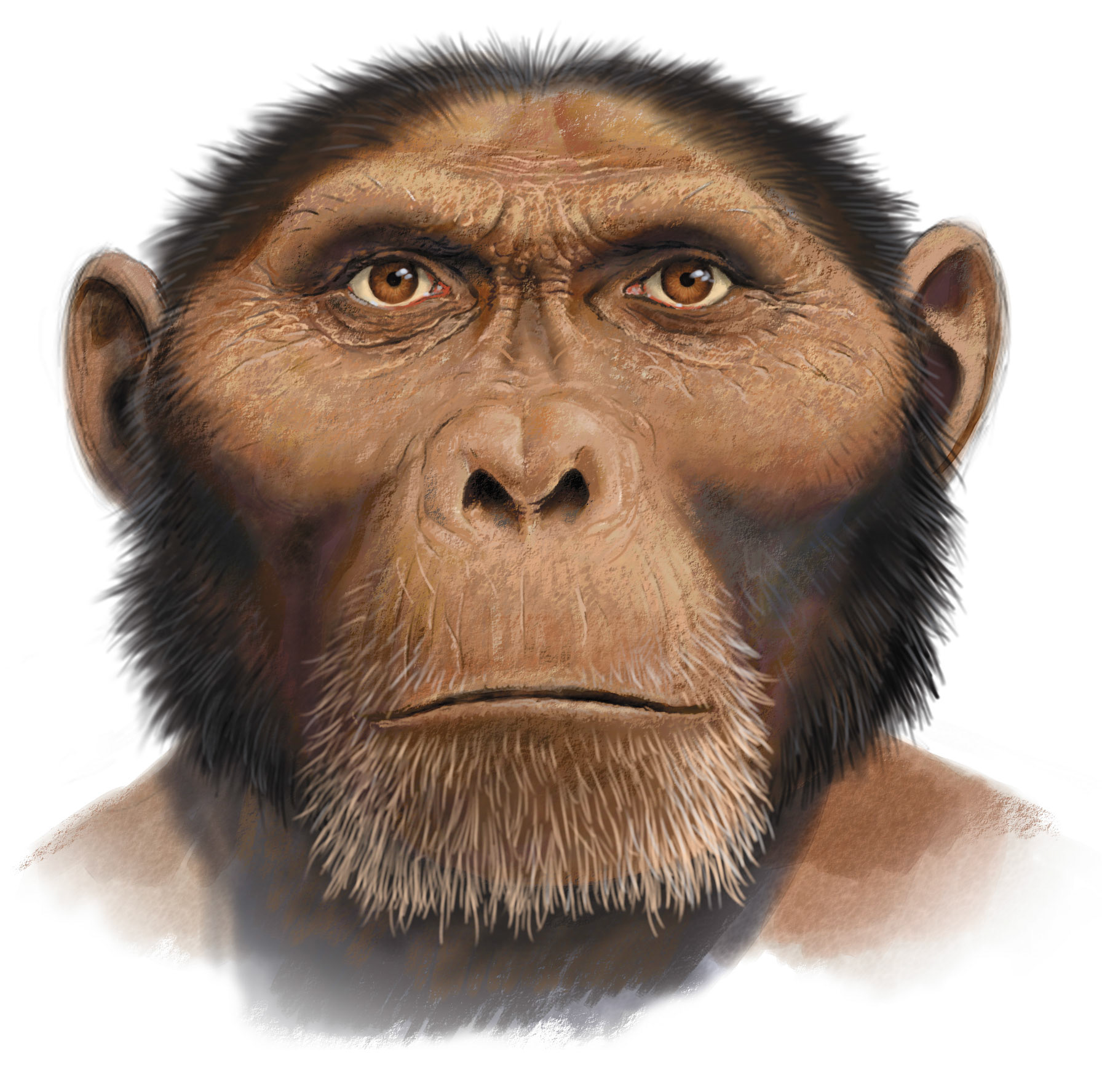 Paranthropus boisei / Fauna och flora