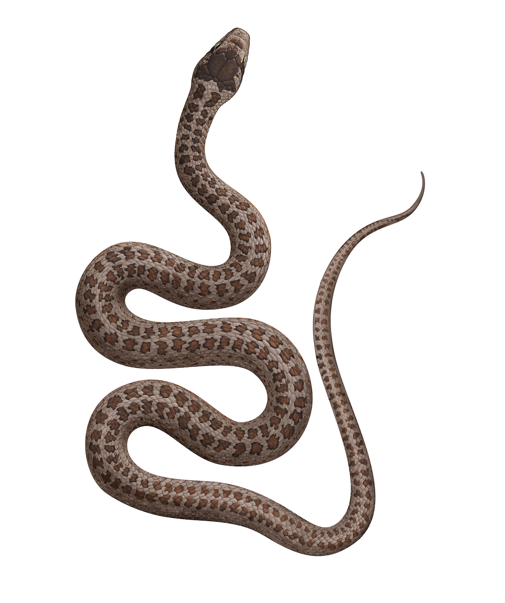 Hasselsnok  / Artdatabanken