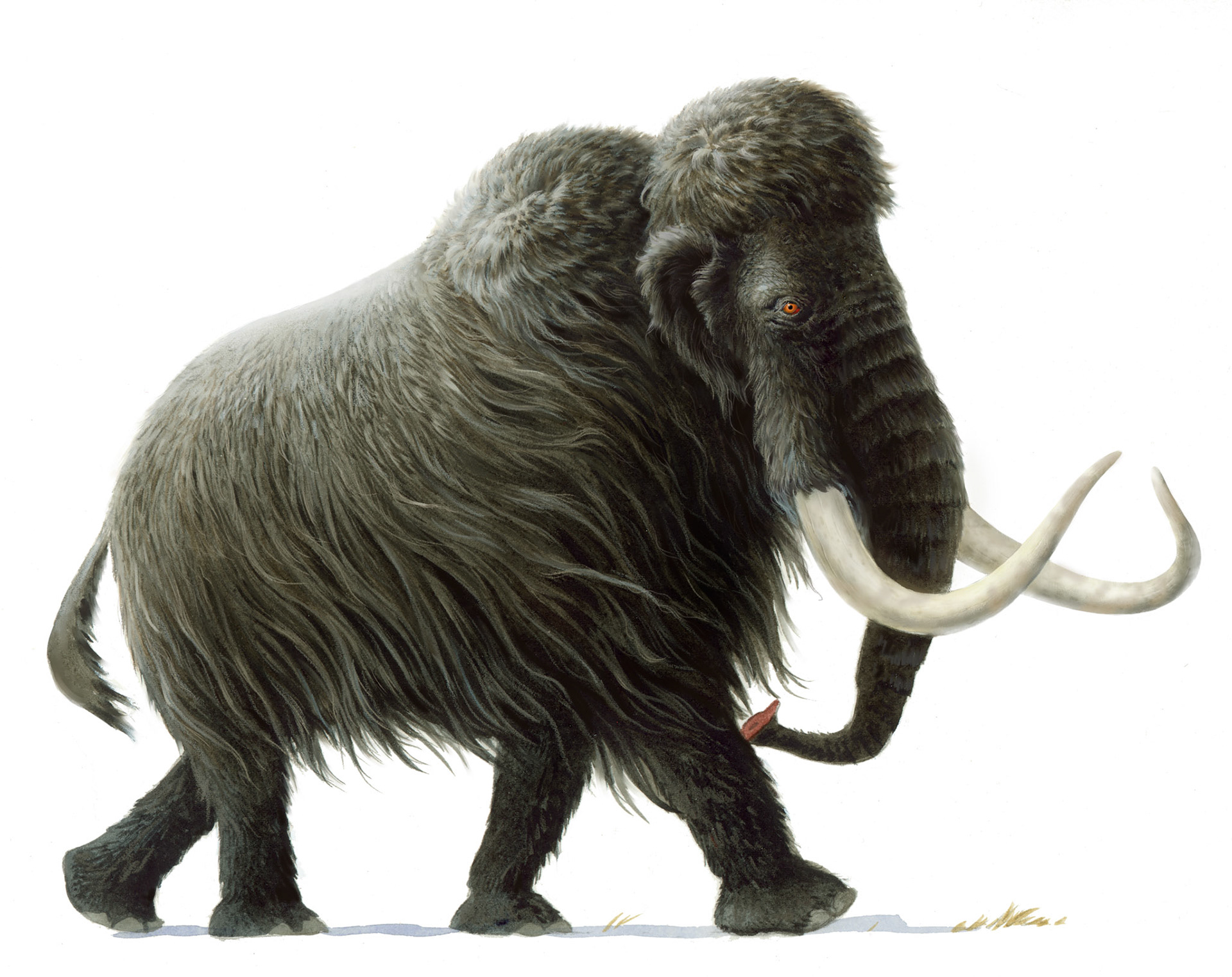 Grafisk novell, Himlaspjutets klan (The Clan of the Celestial Spear)