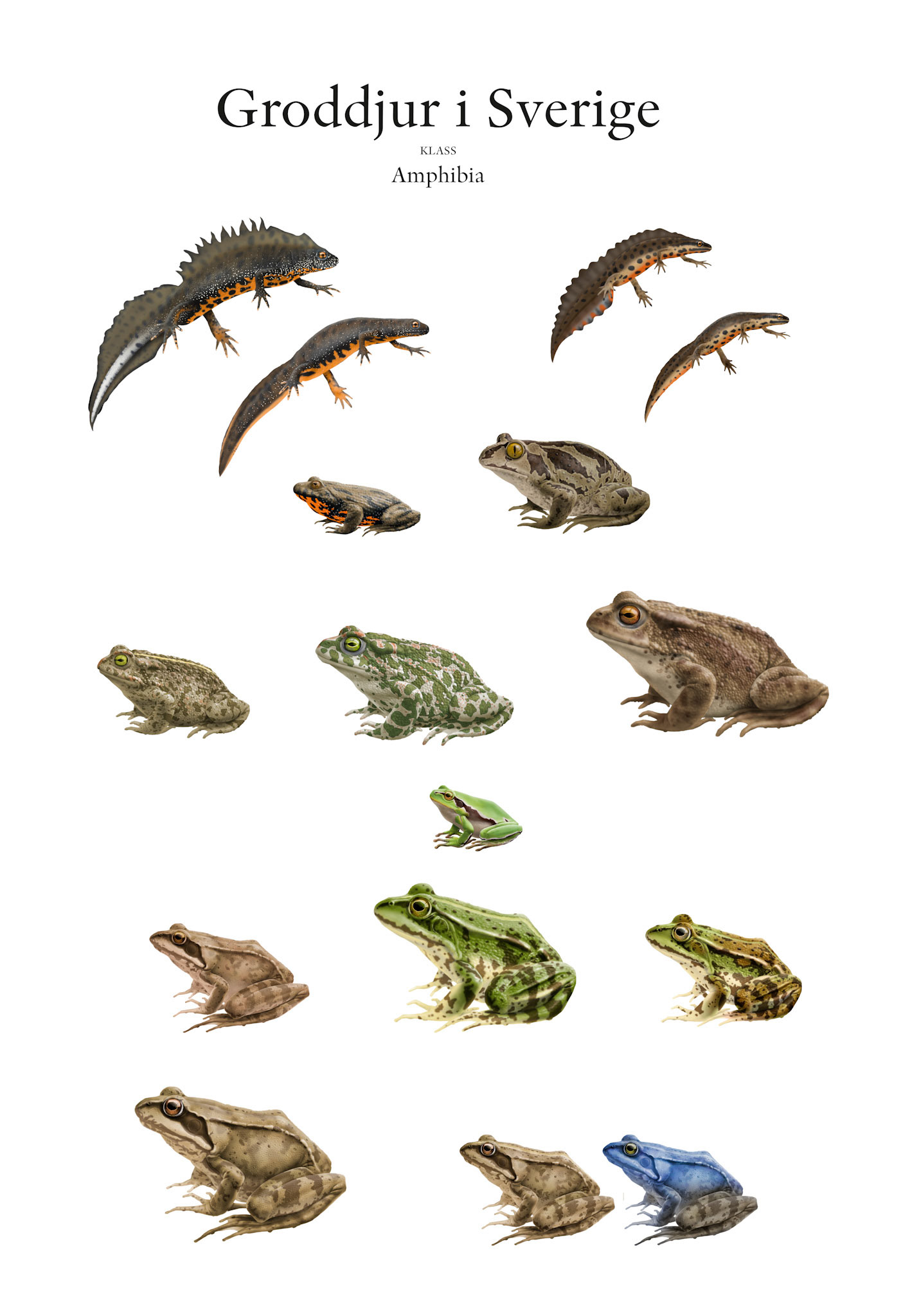 Groddjur i Sverige / Affisch Artdatabanken