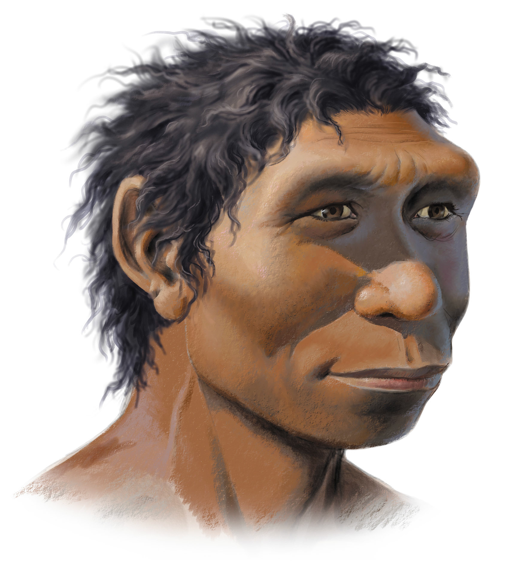 Homo ergaster / Fauna och flora