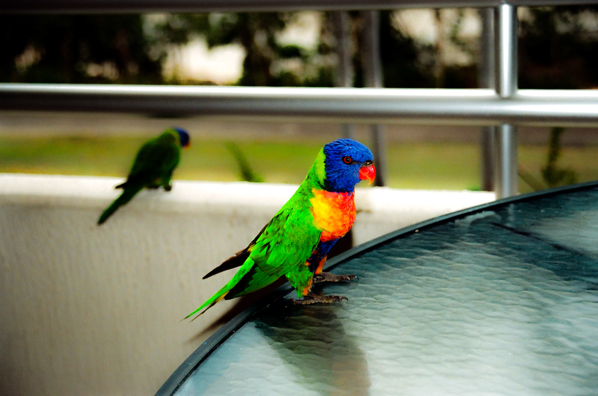 Hamilton Island Birds 2