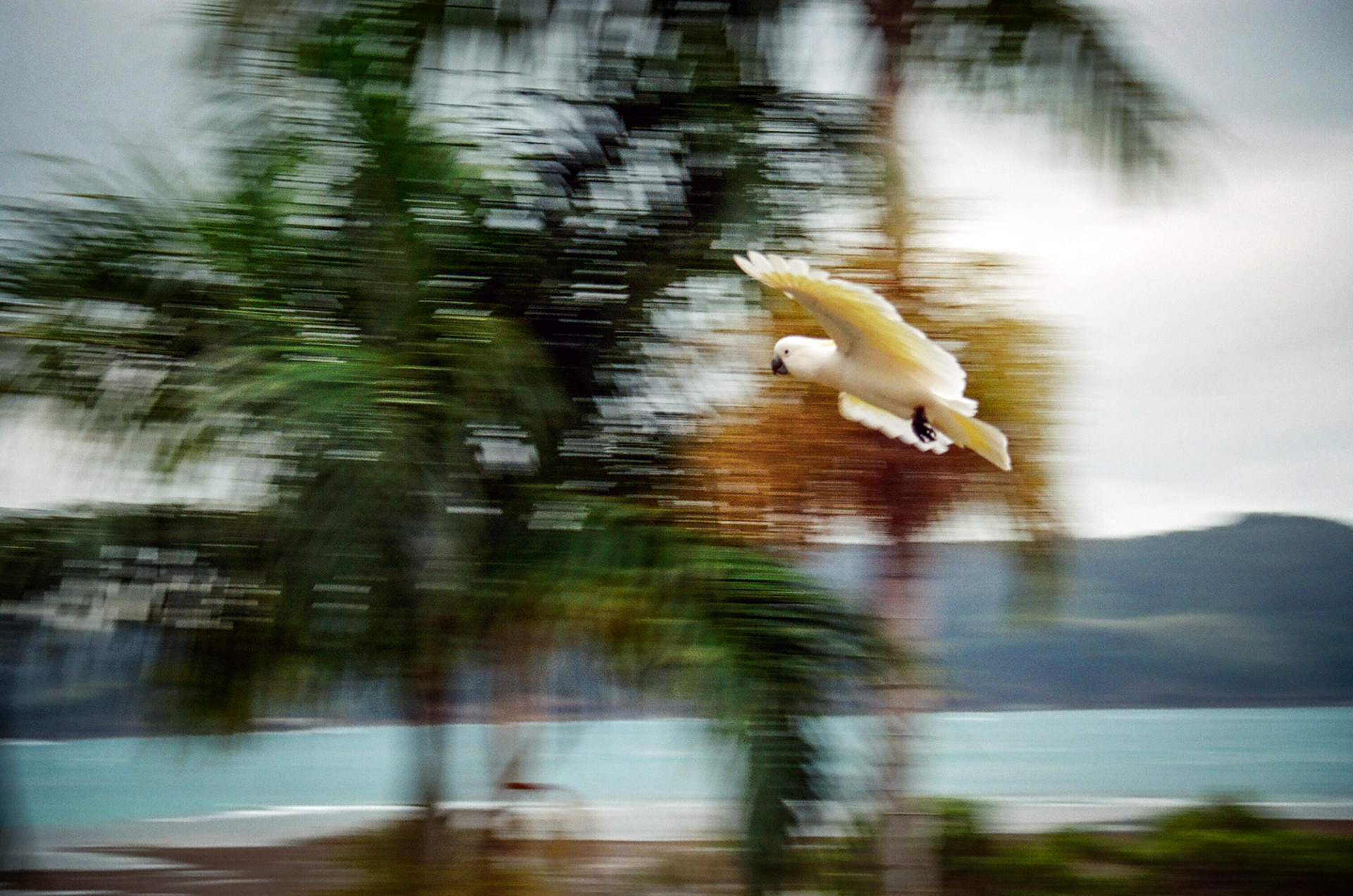 Hamilton Island Birds 8
