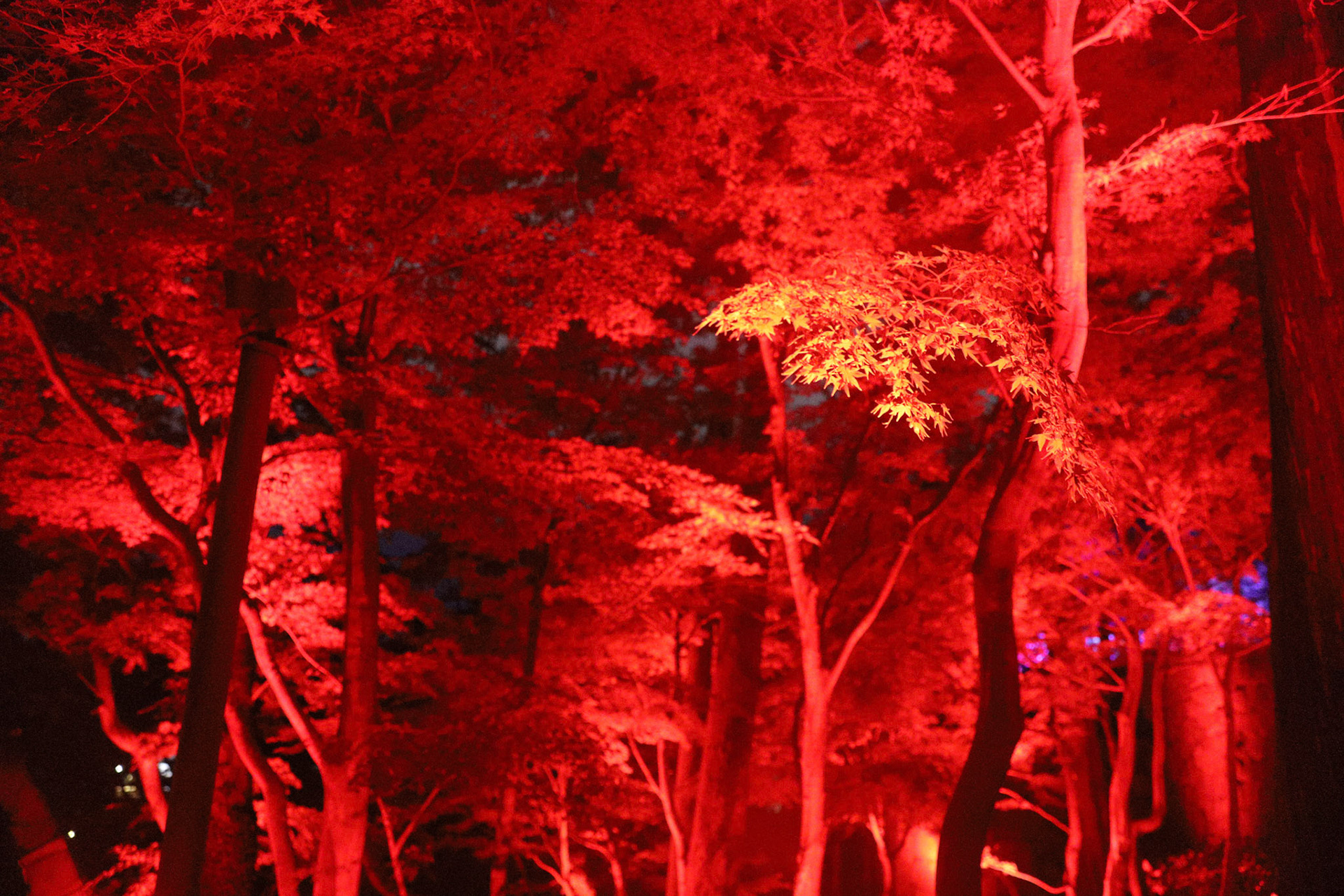 teamLab at Kanazawa Castle