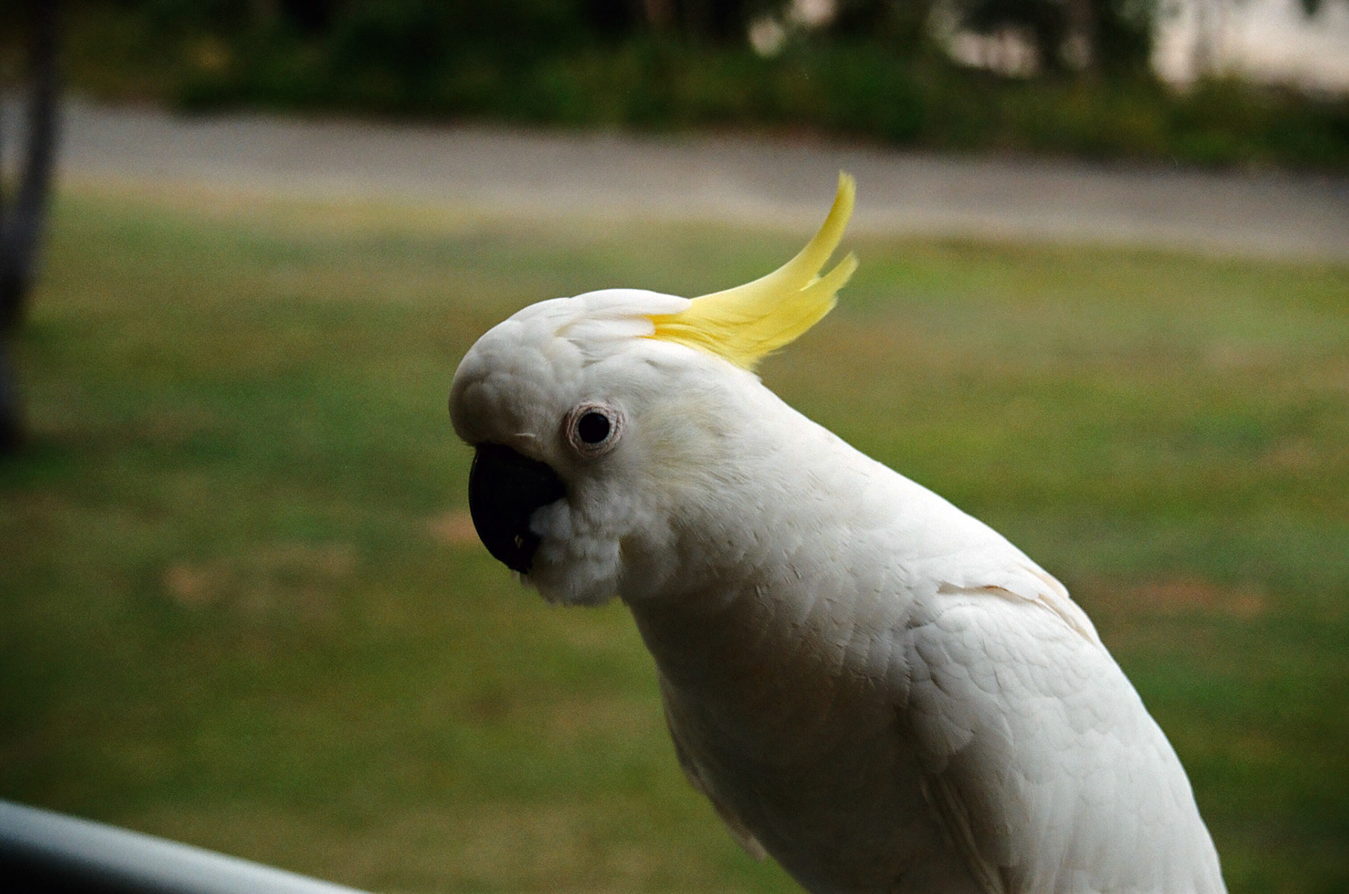 Hamilton Island Birds 10
