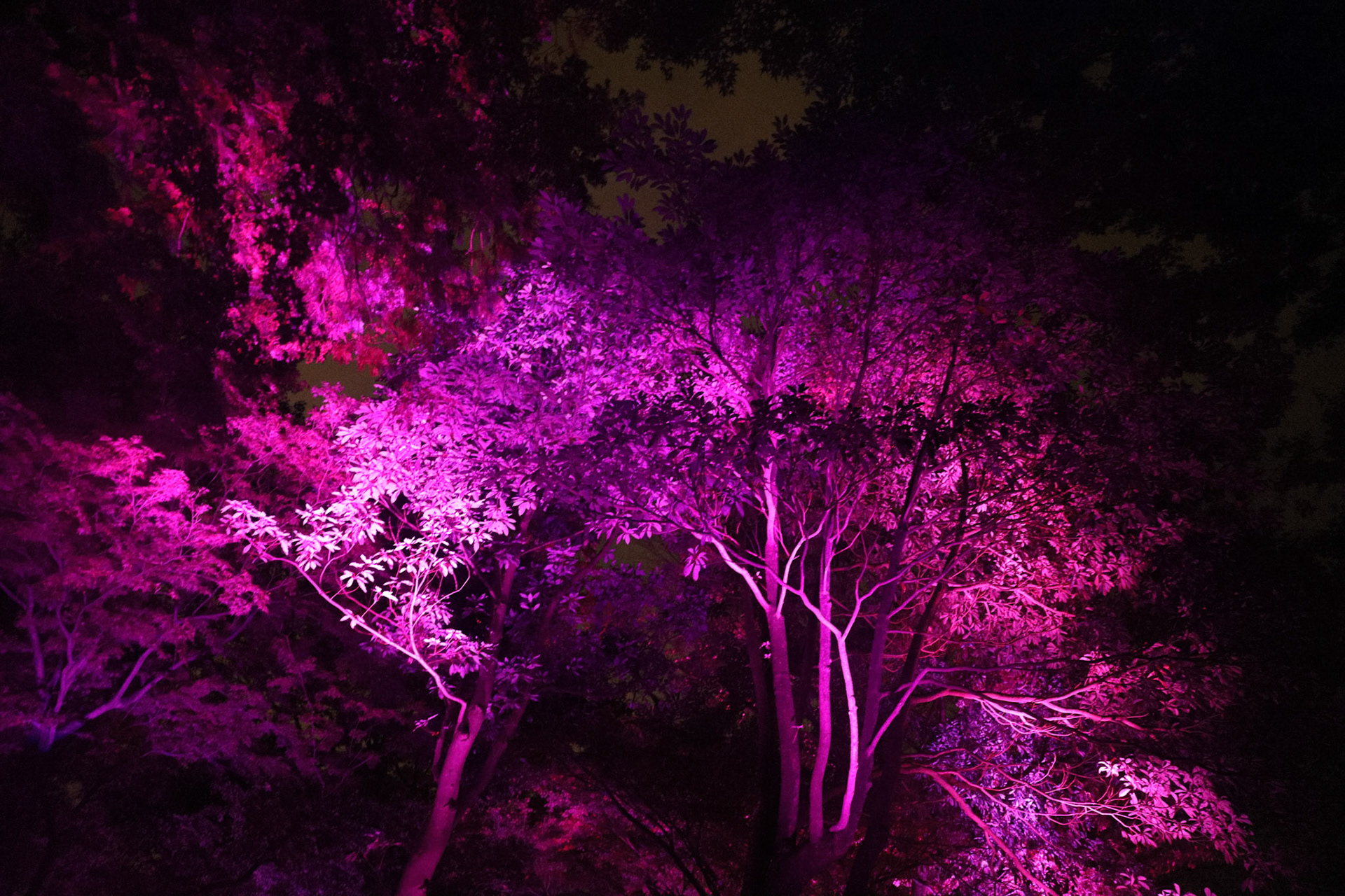 teamLab at Kanazawa Castle