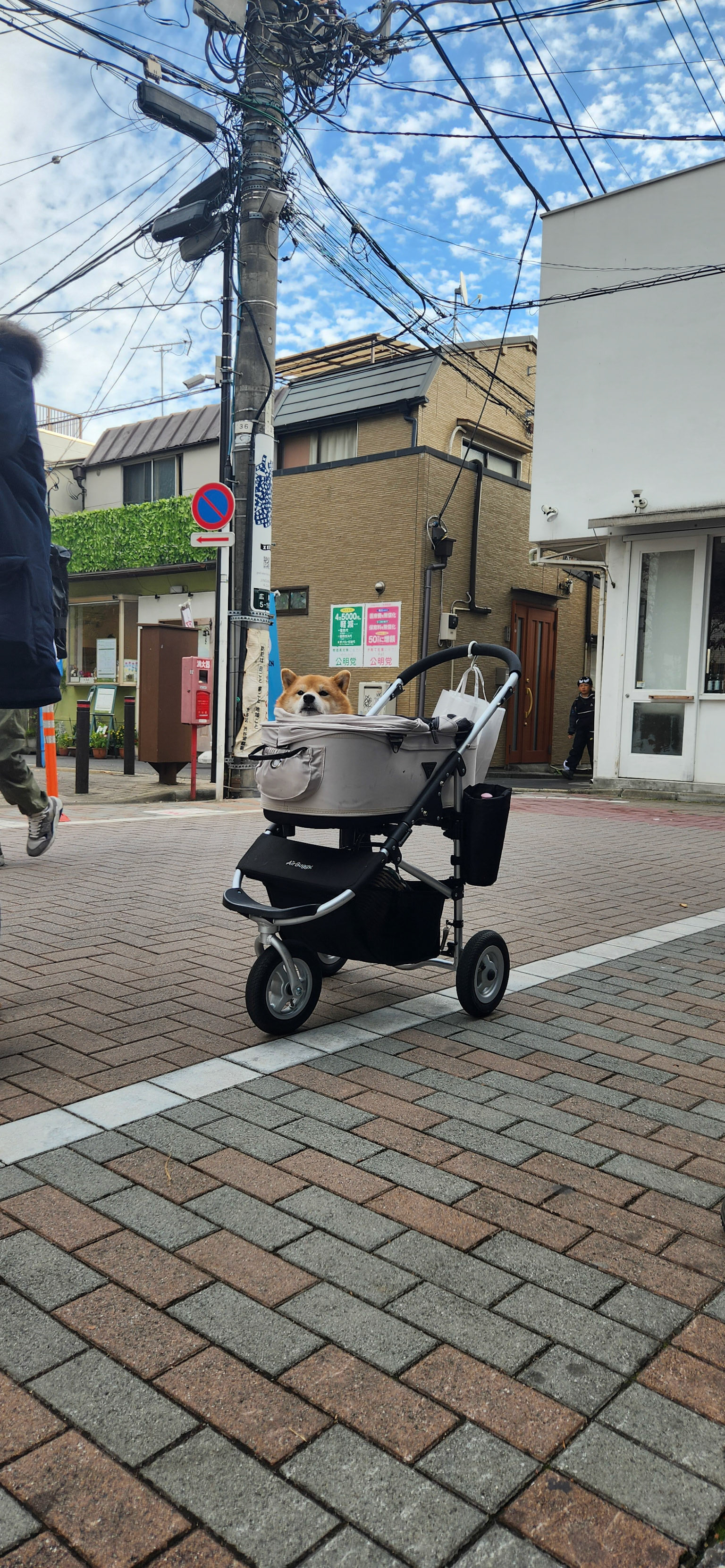 Shiba Inu, Hiroo