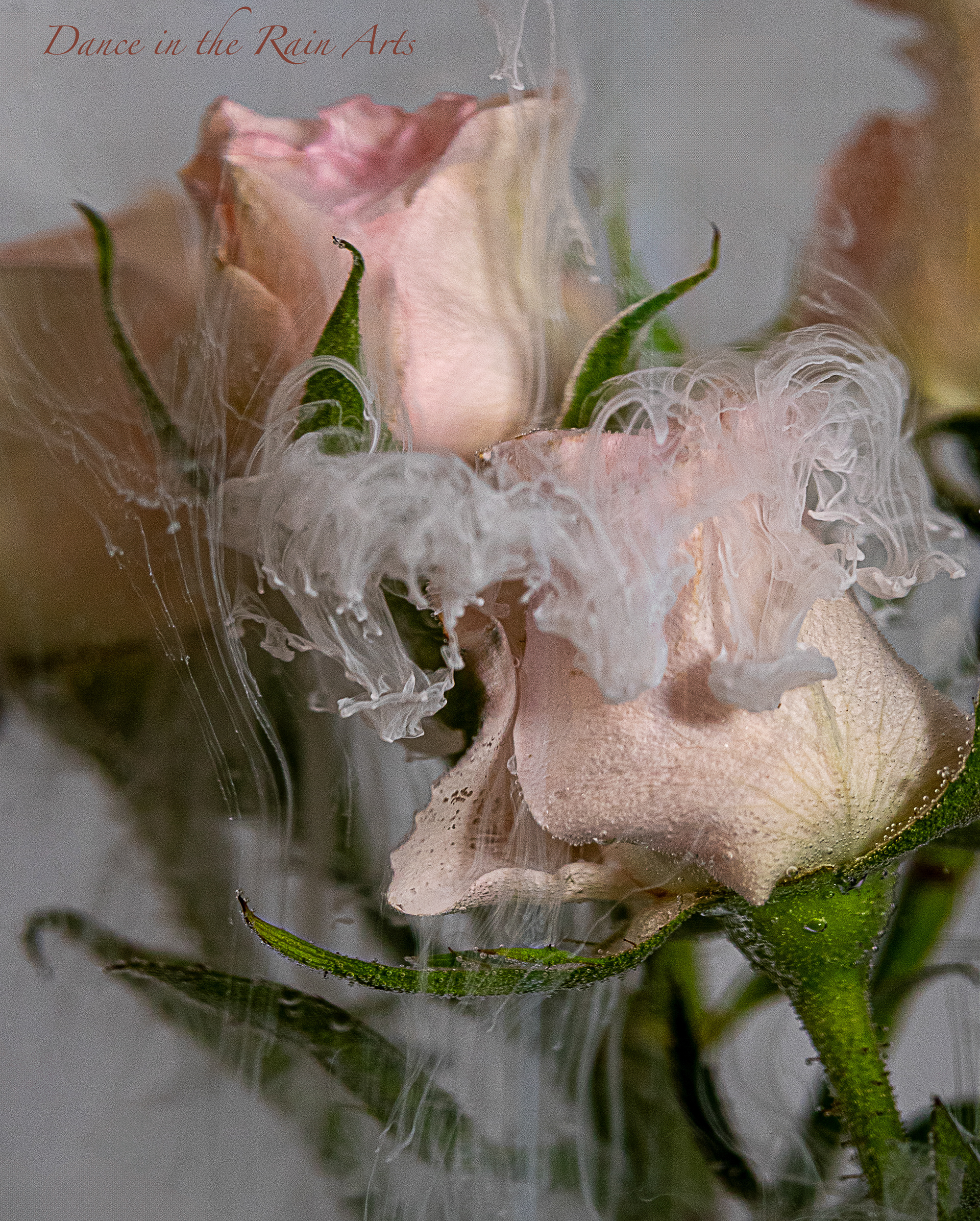 Roses in Water with Ink