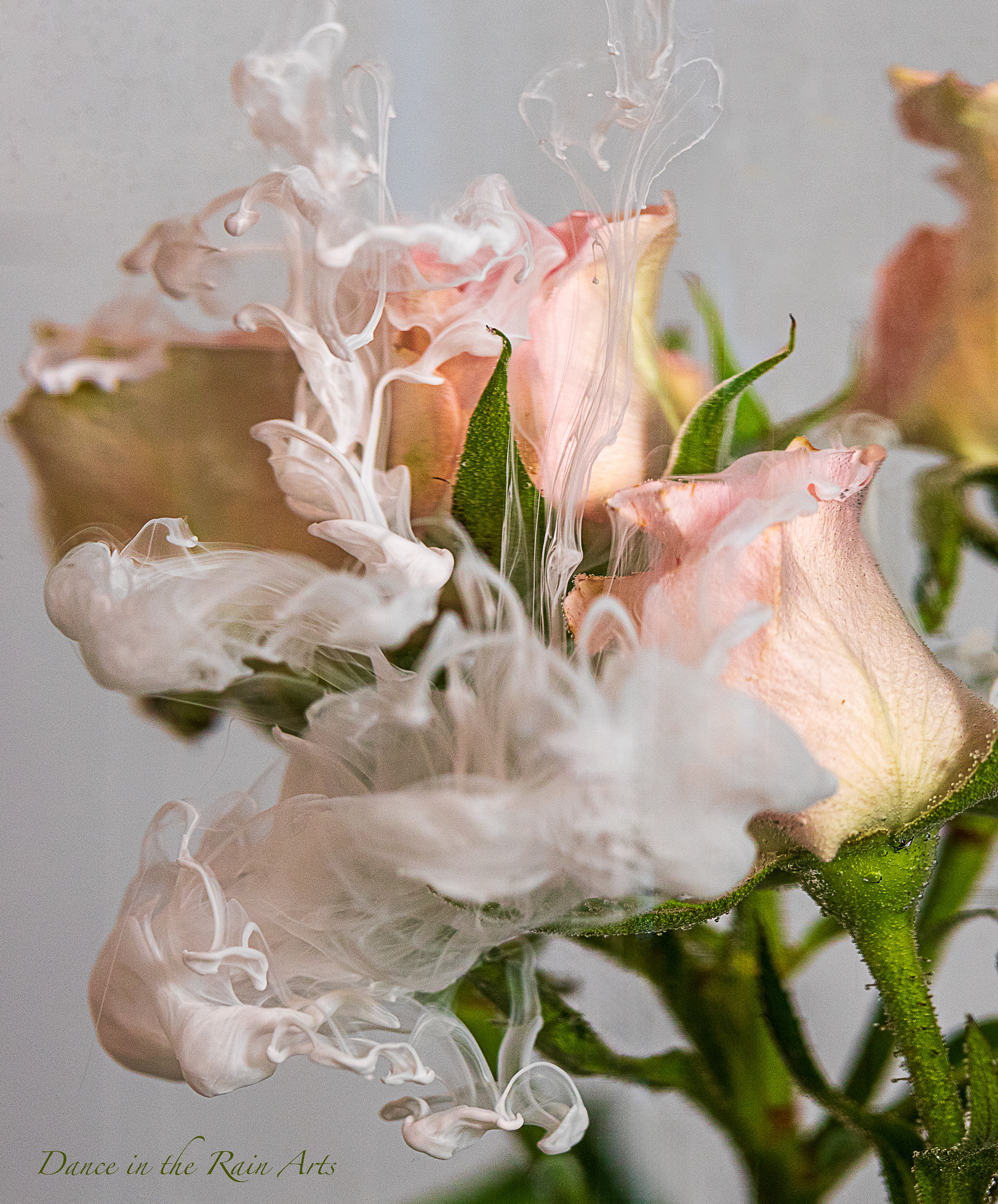 Roses in water with Ink