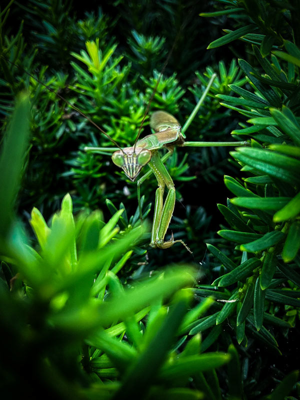 Mantis Rising