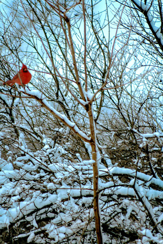 Scarlet Winter