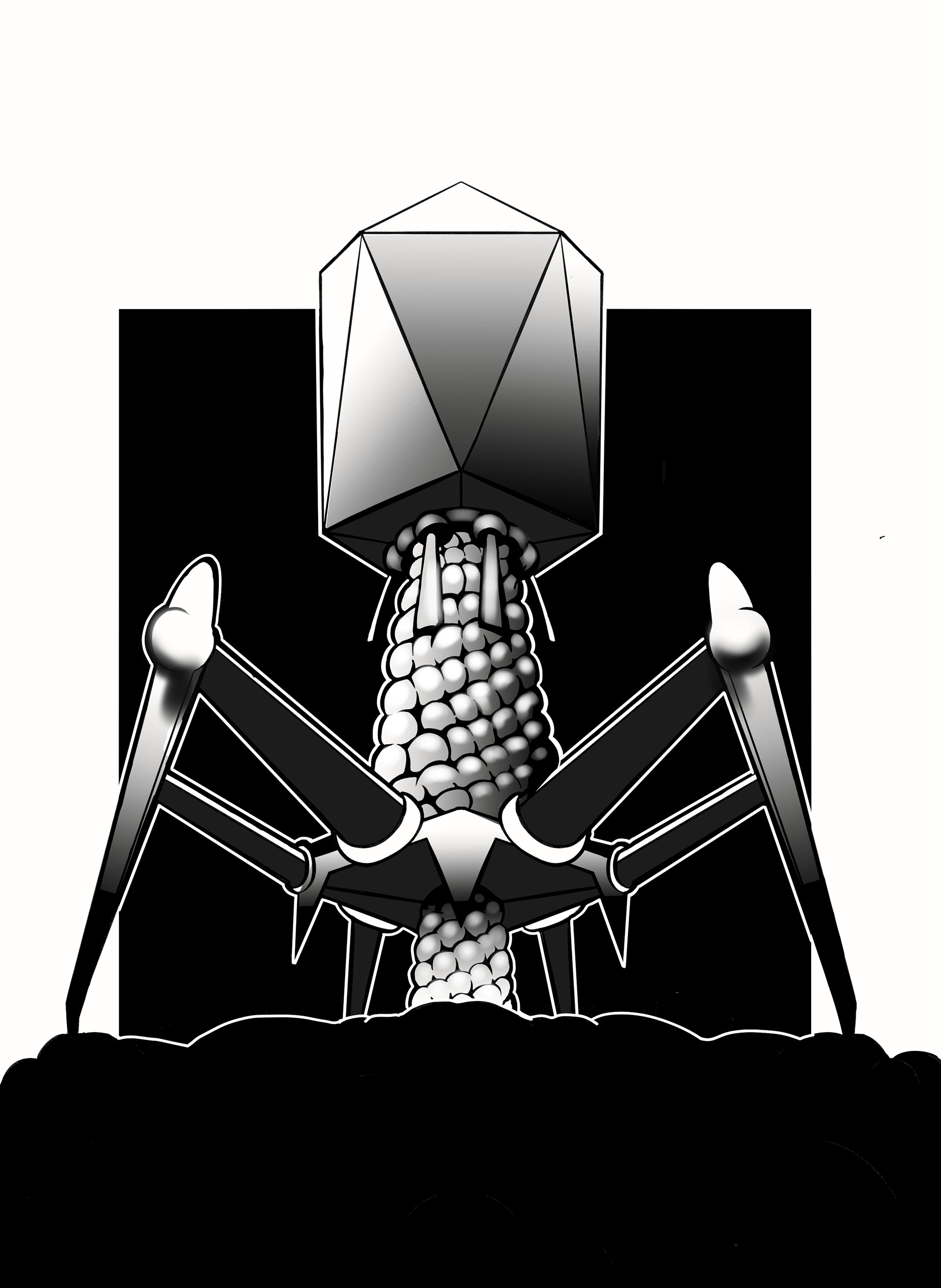 Bacteriophage t4