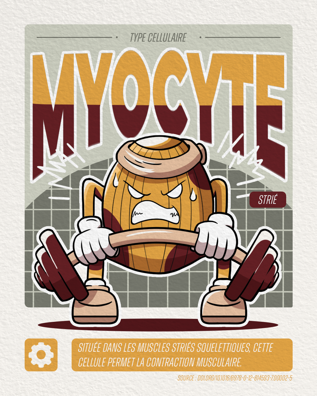 myocyte